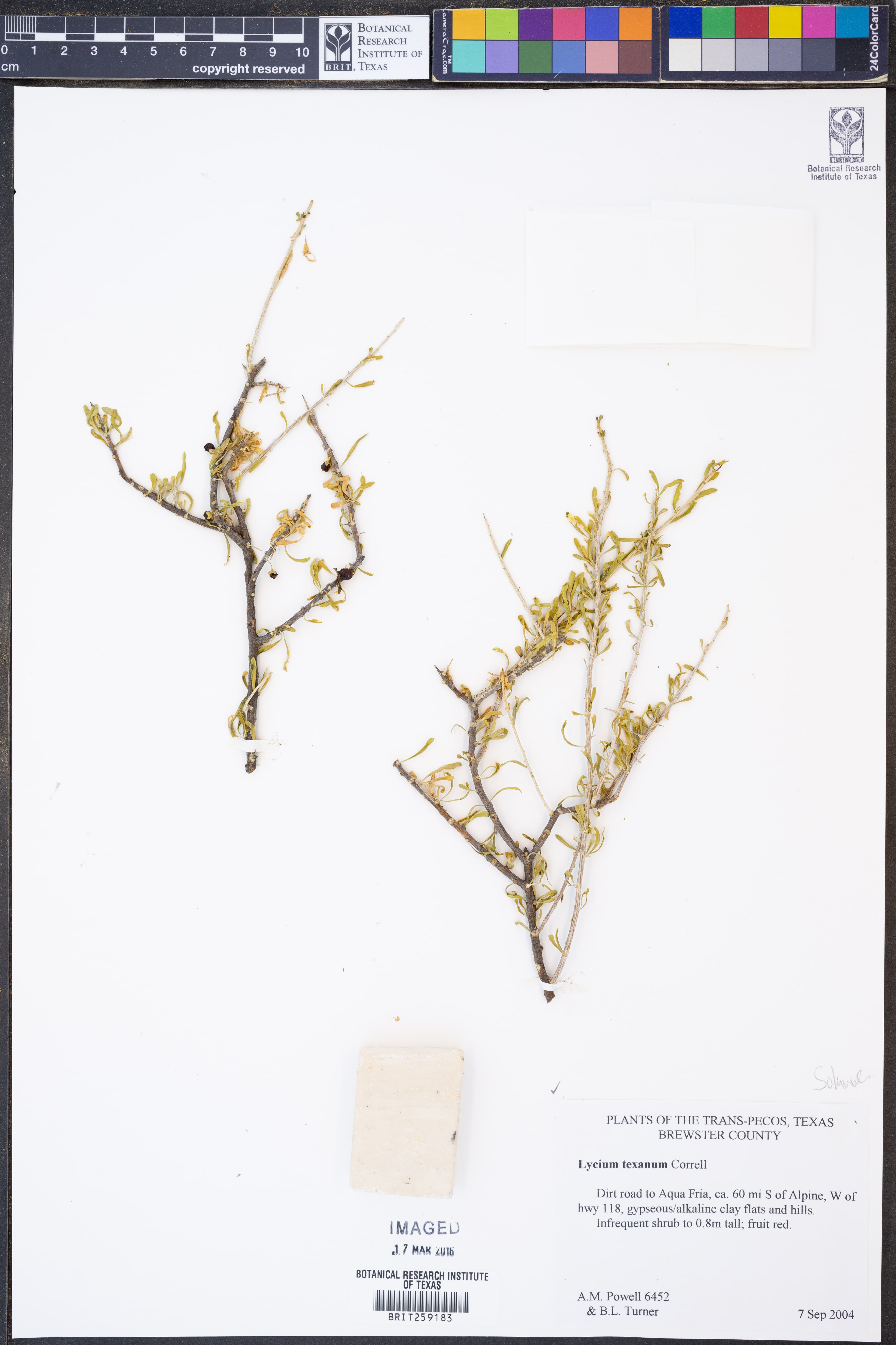 Texas wolfberry