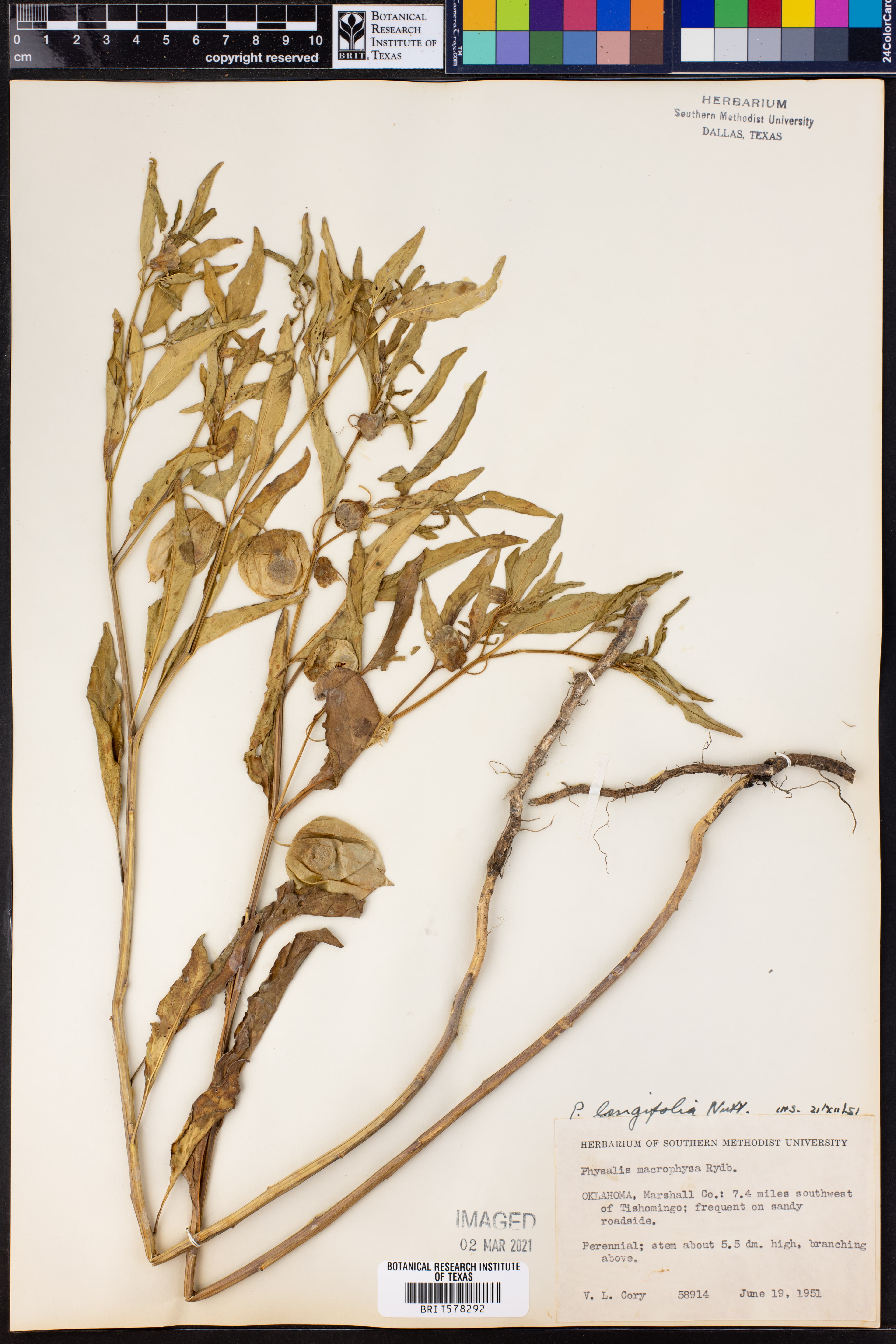 Physalis longicaulis