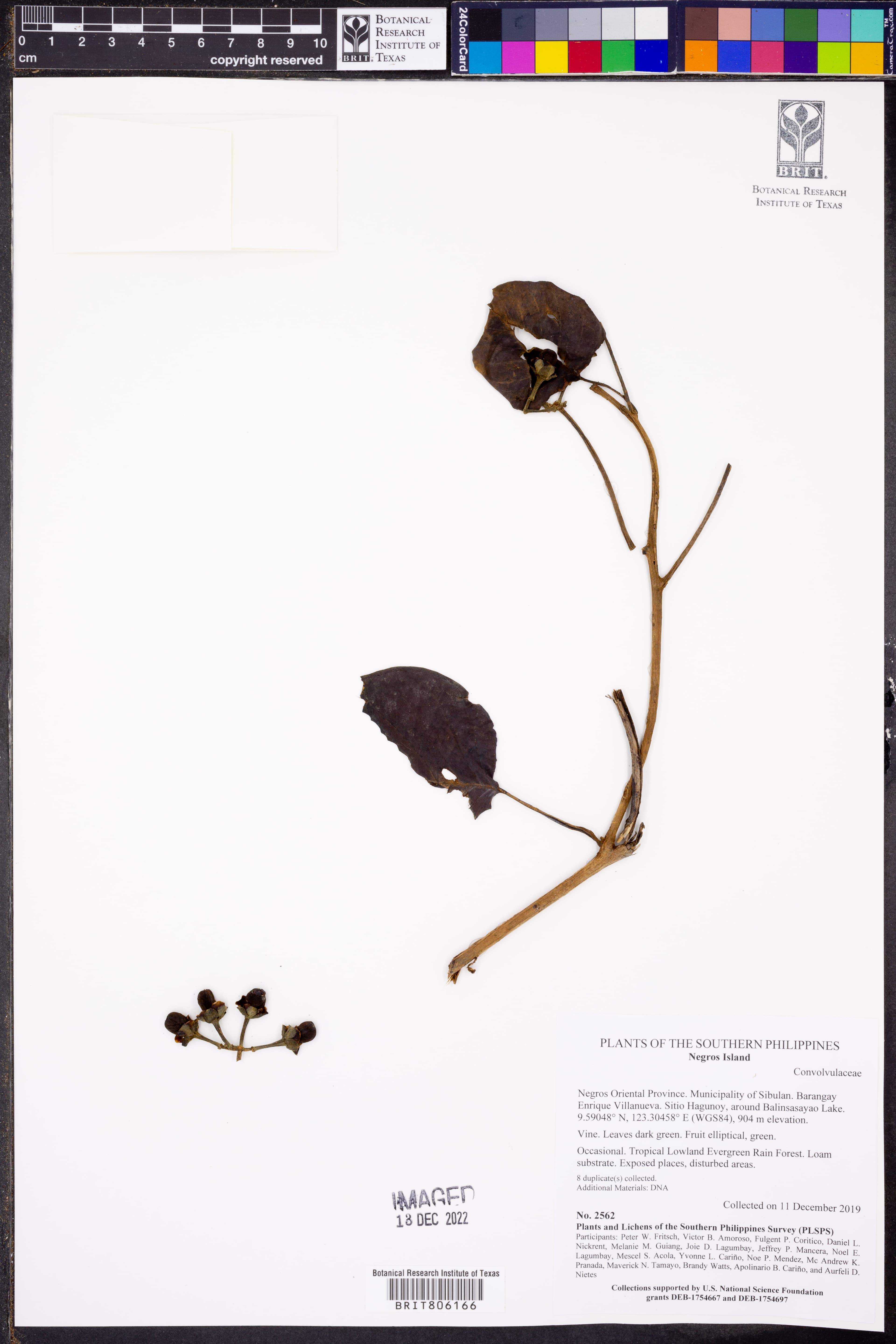 Argyreia boholensis