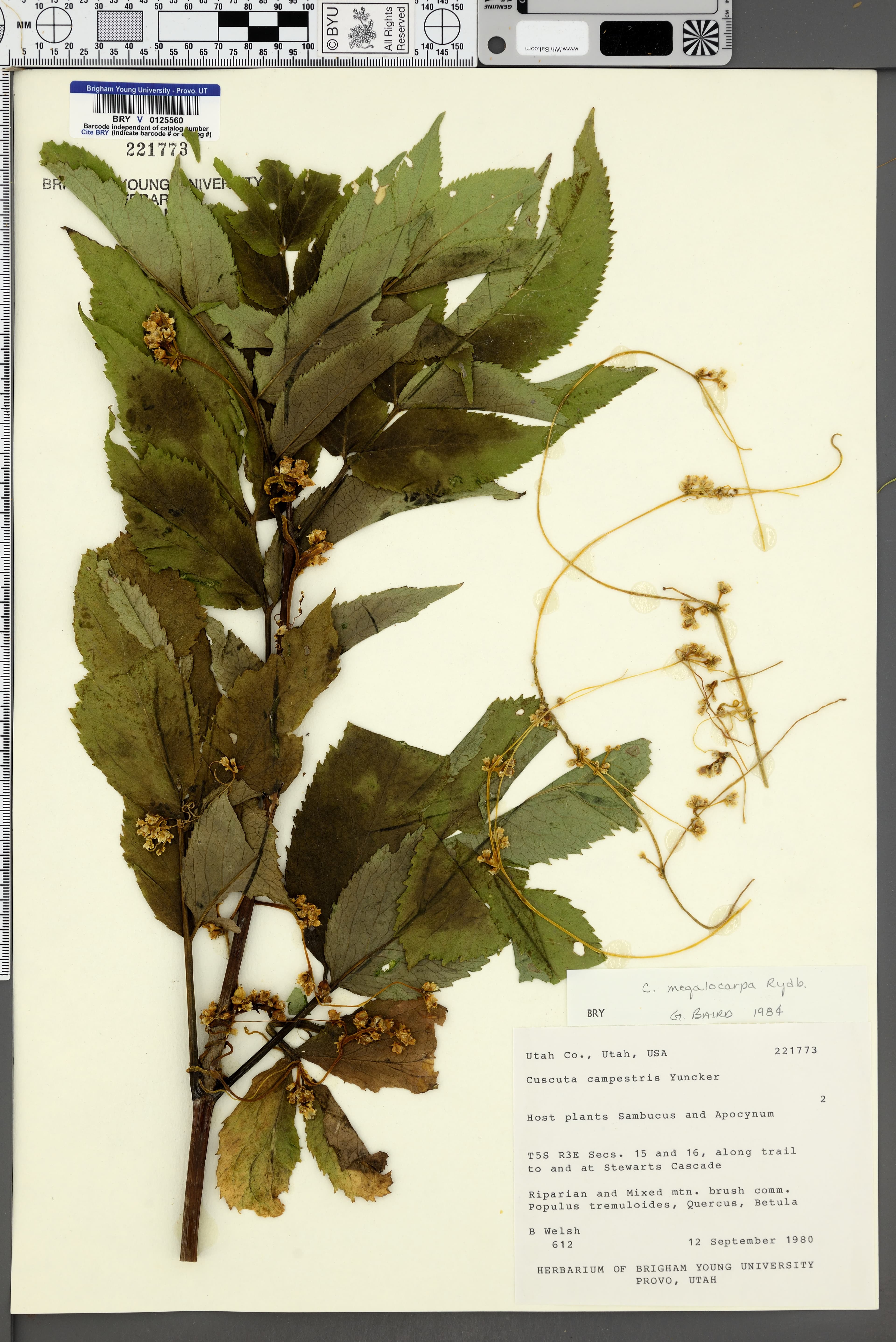 Cuscuta bella