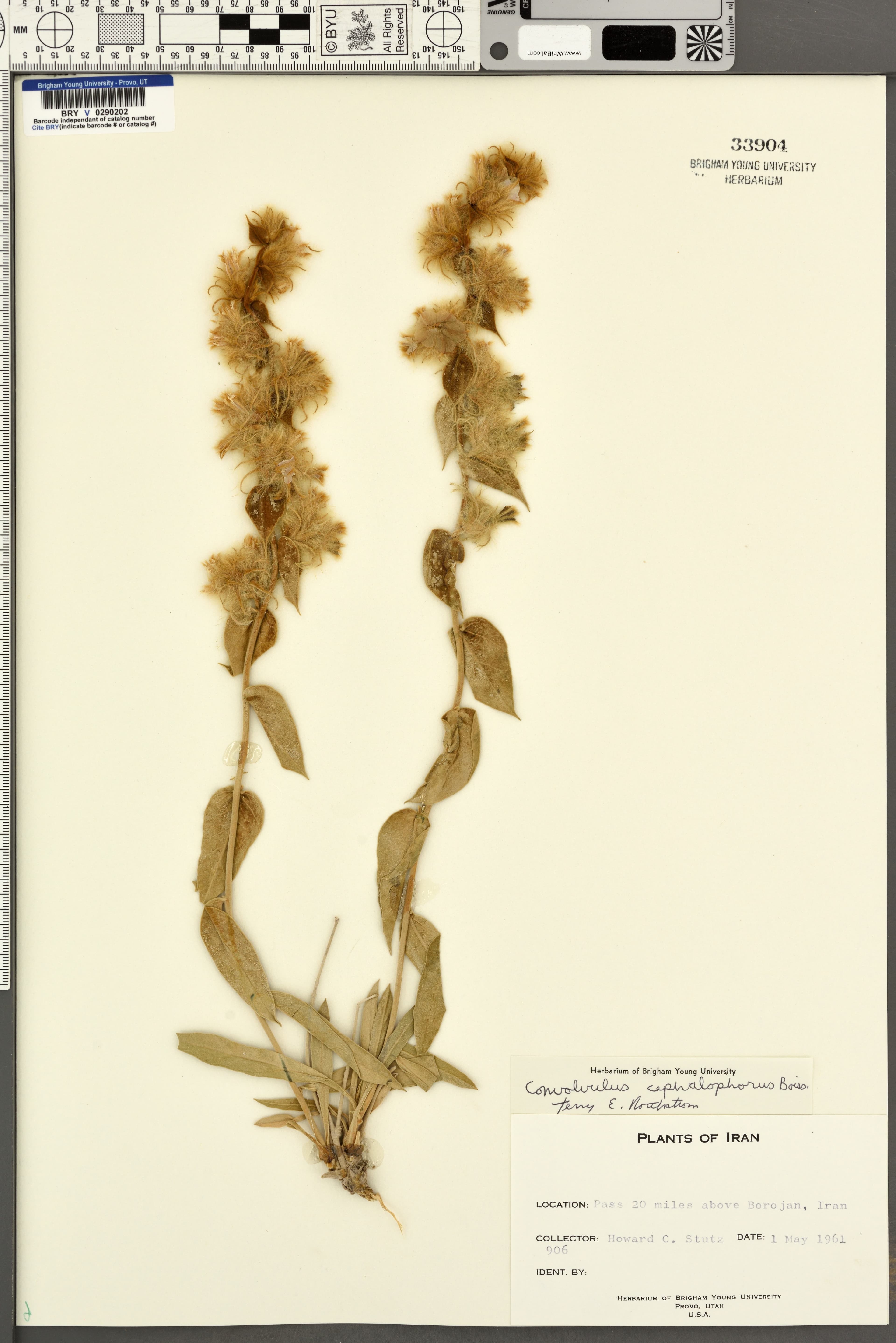 Convolvulus cephalophorus