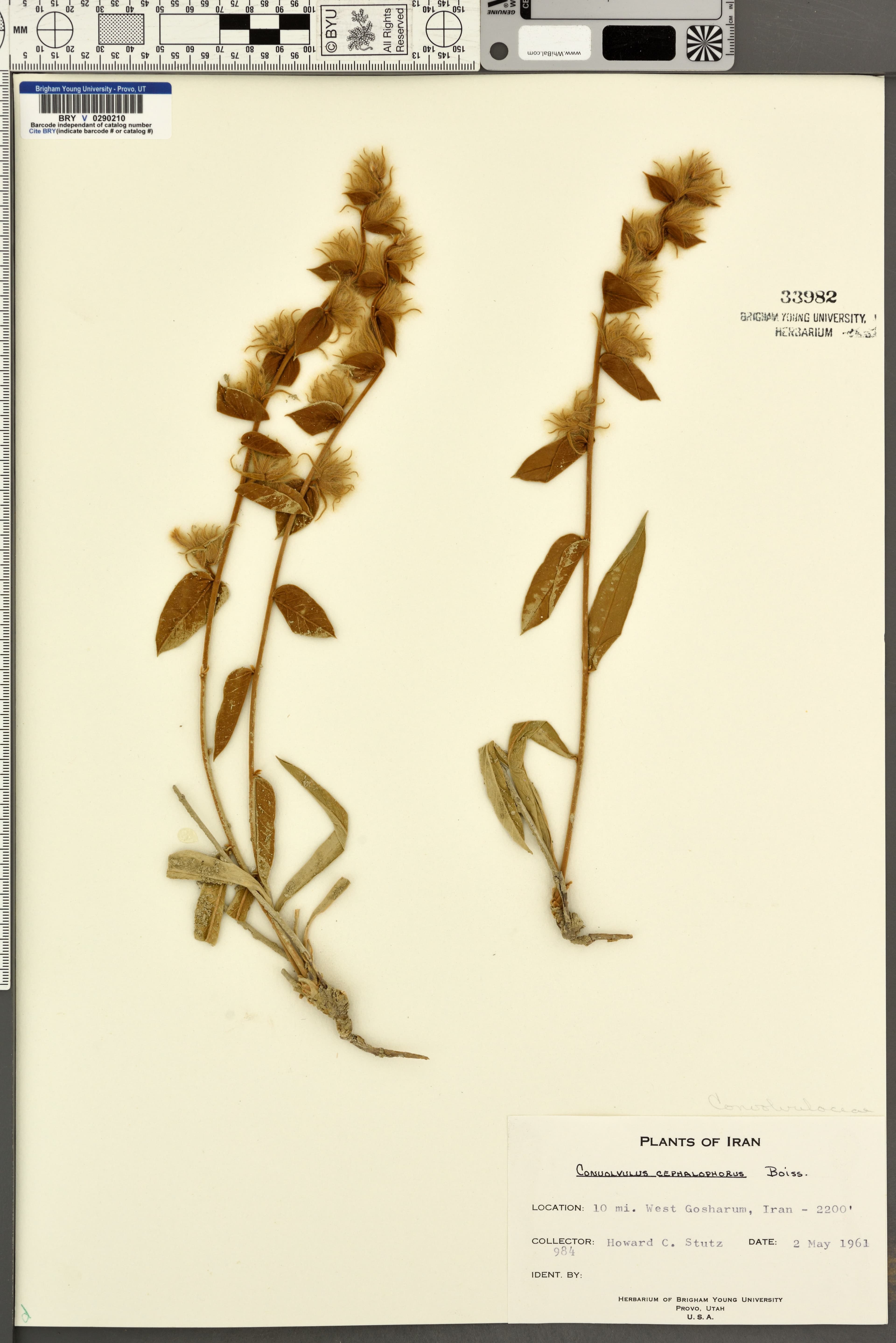 Convolvulus cephalophorus