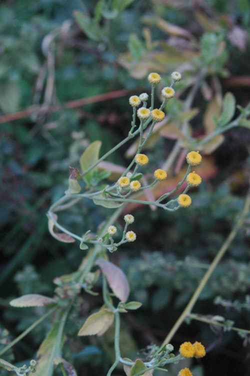 Costmary