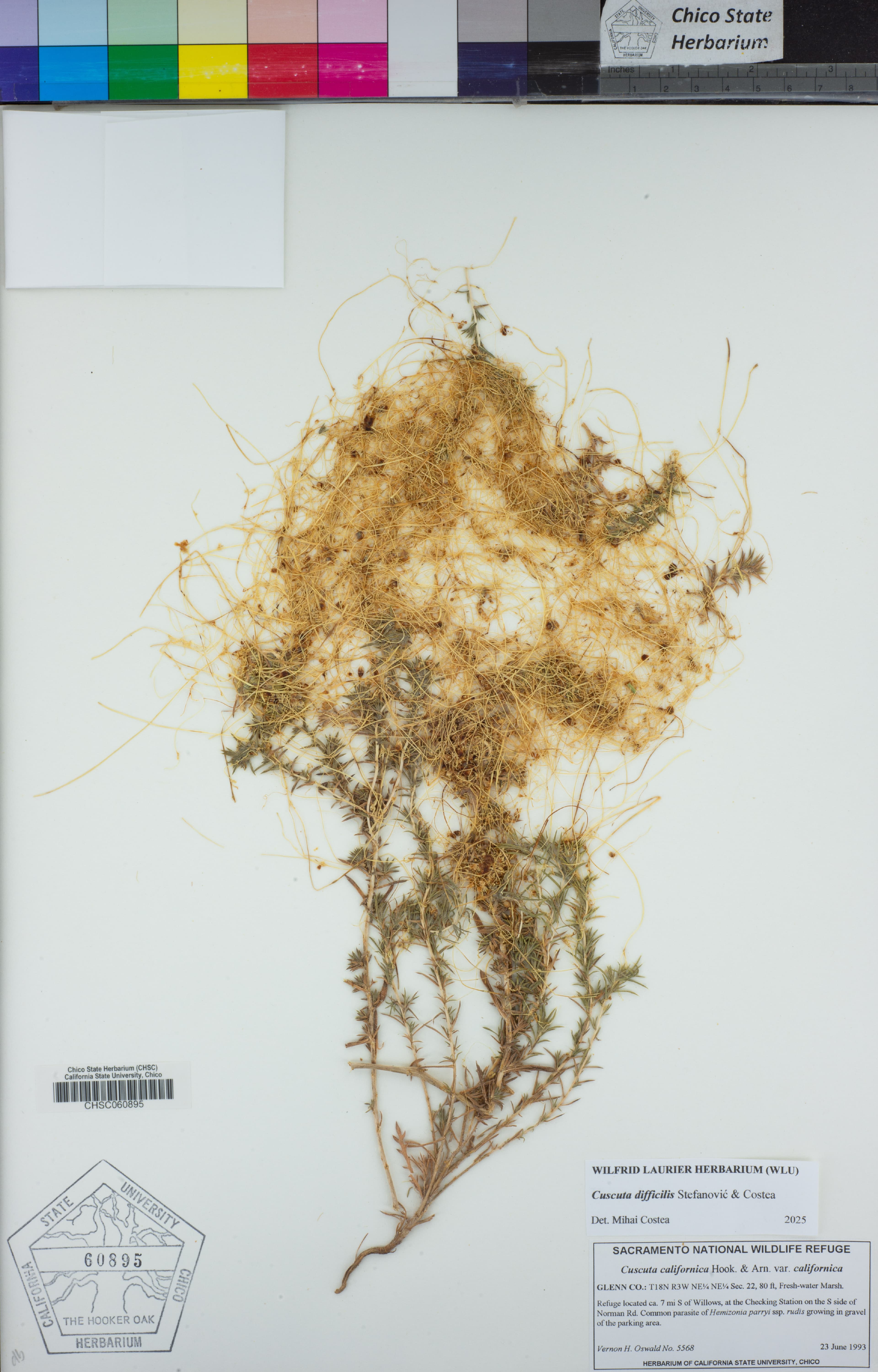 Cuscuta difficilis
