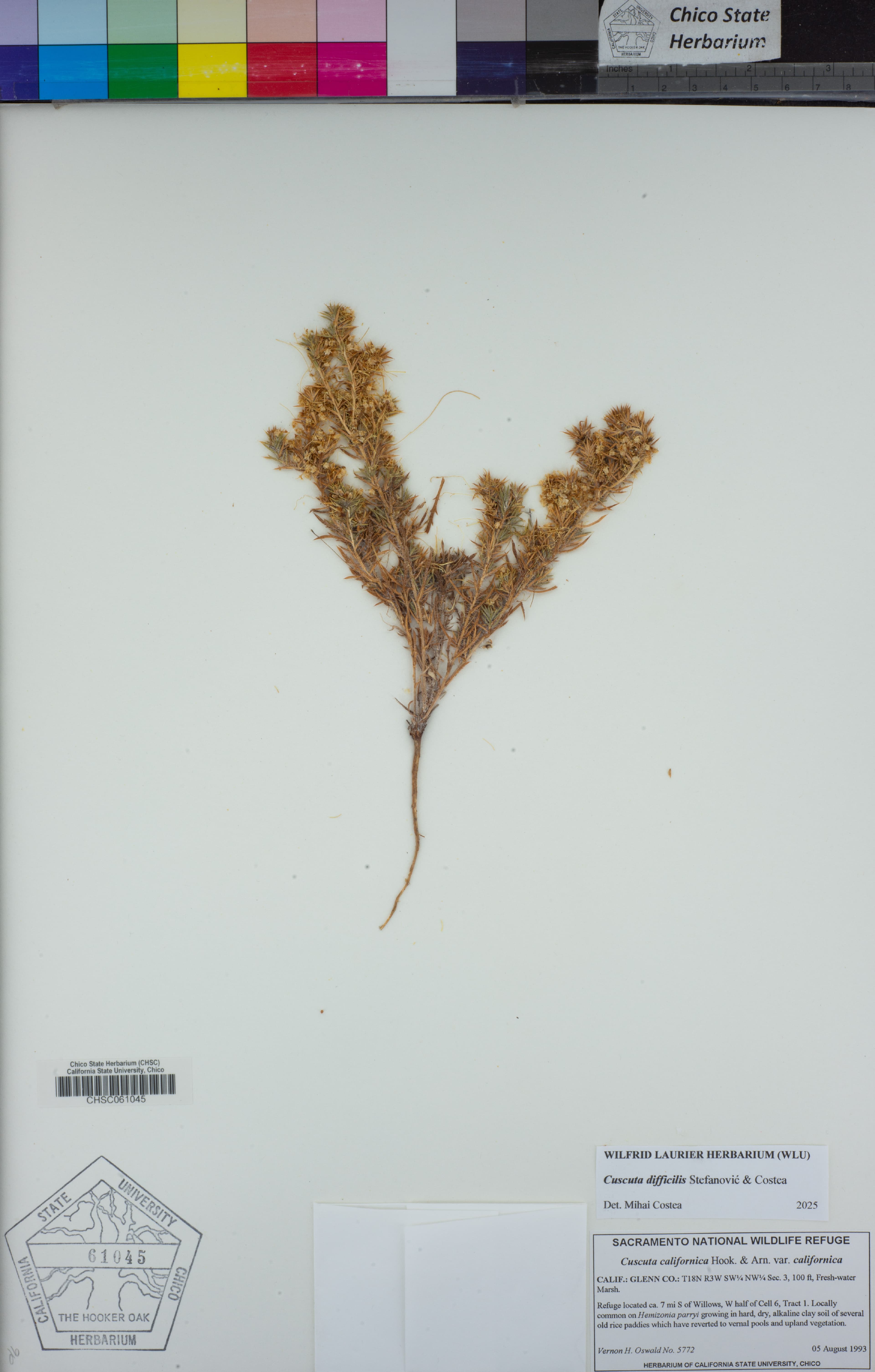Cuscuta difficilis