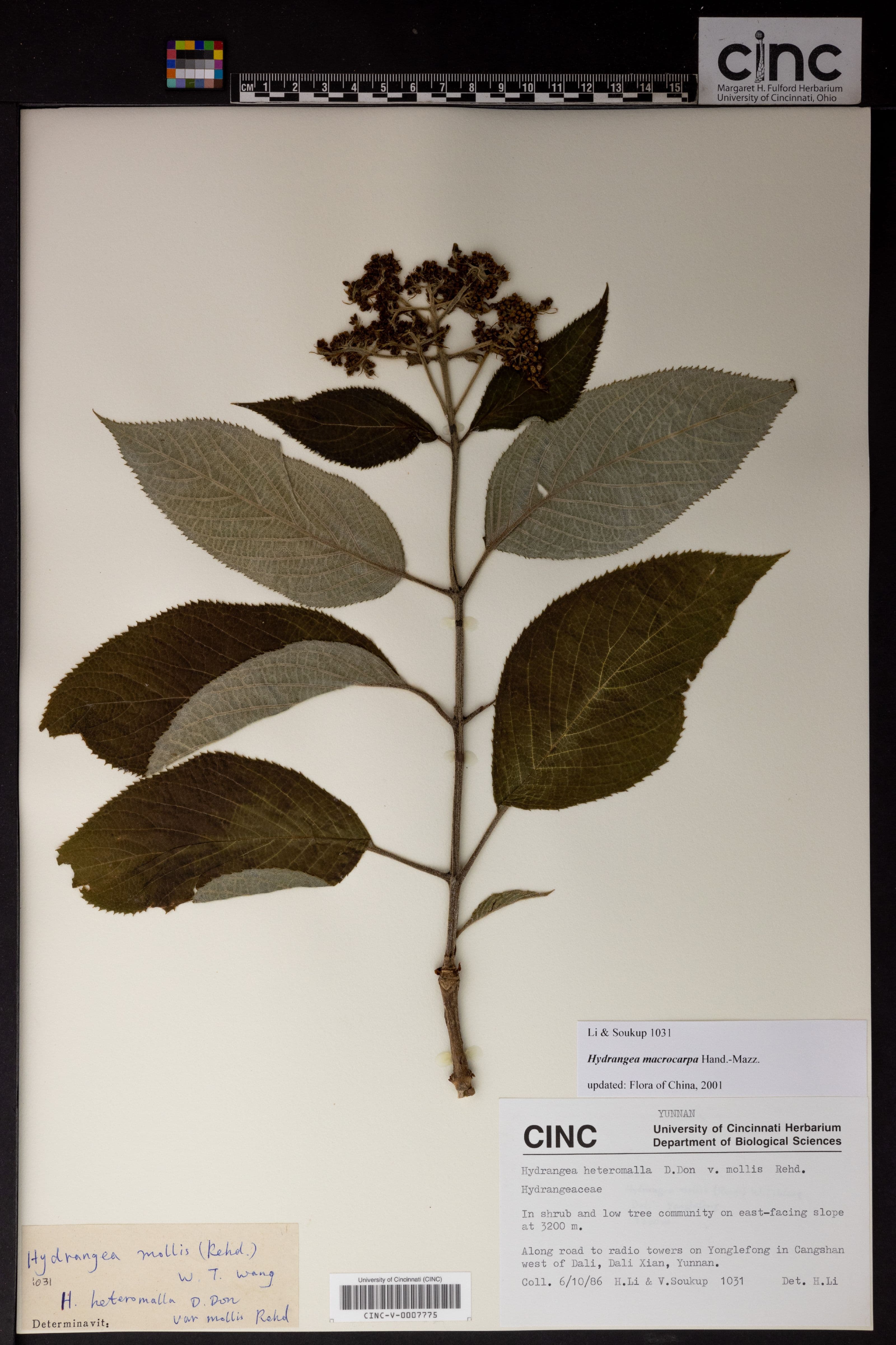 Hydrangea macrocarpa