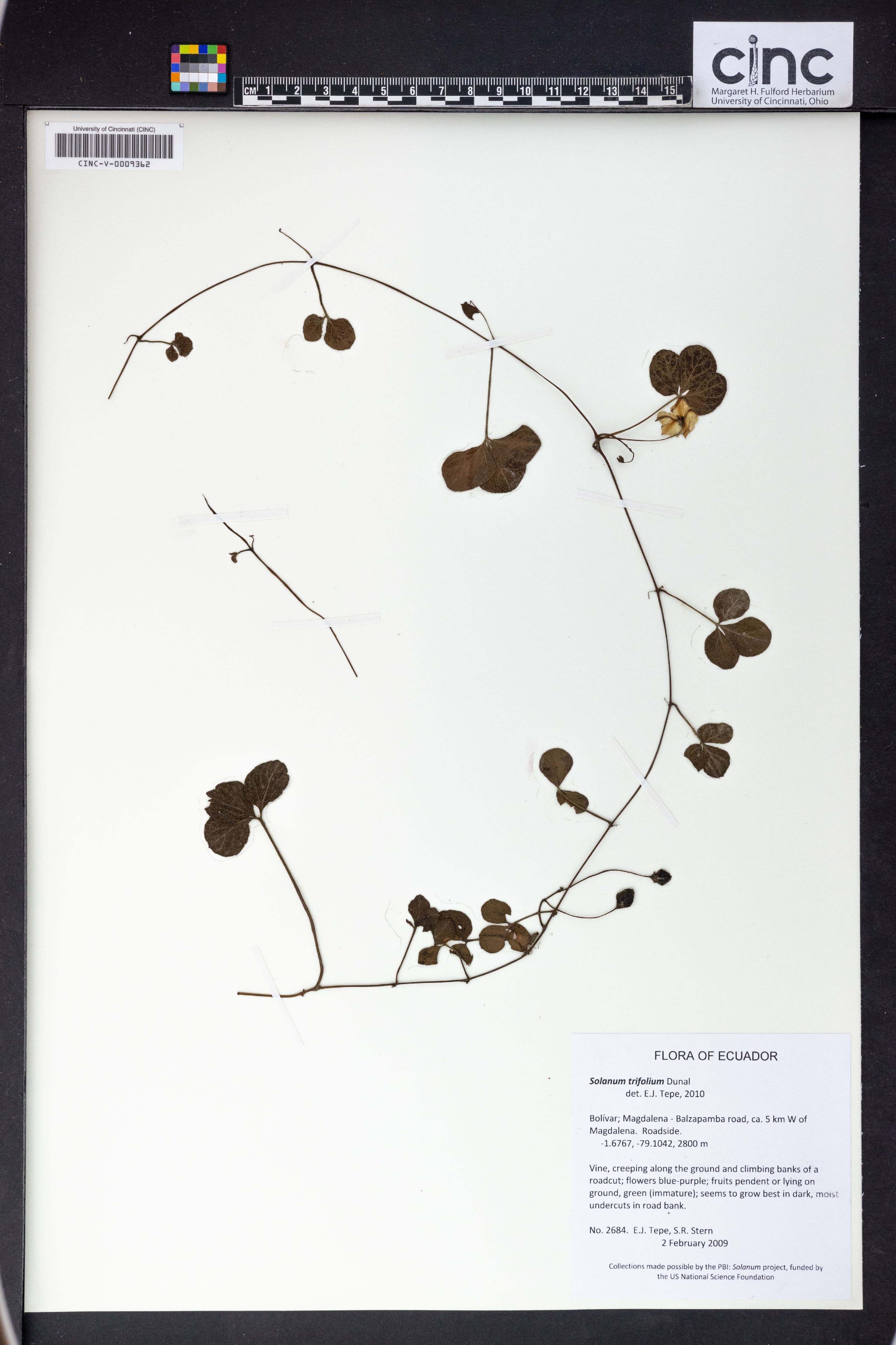 Solanum trifolium