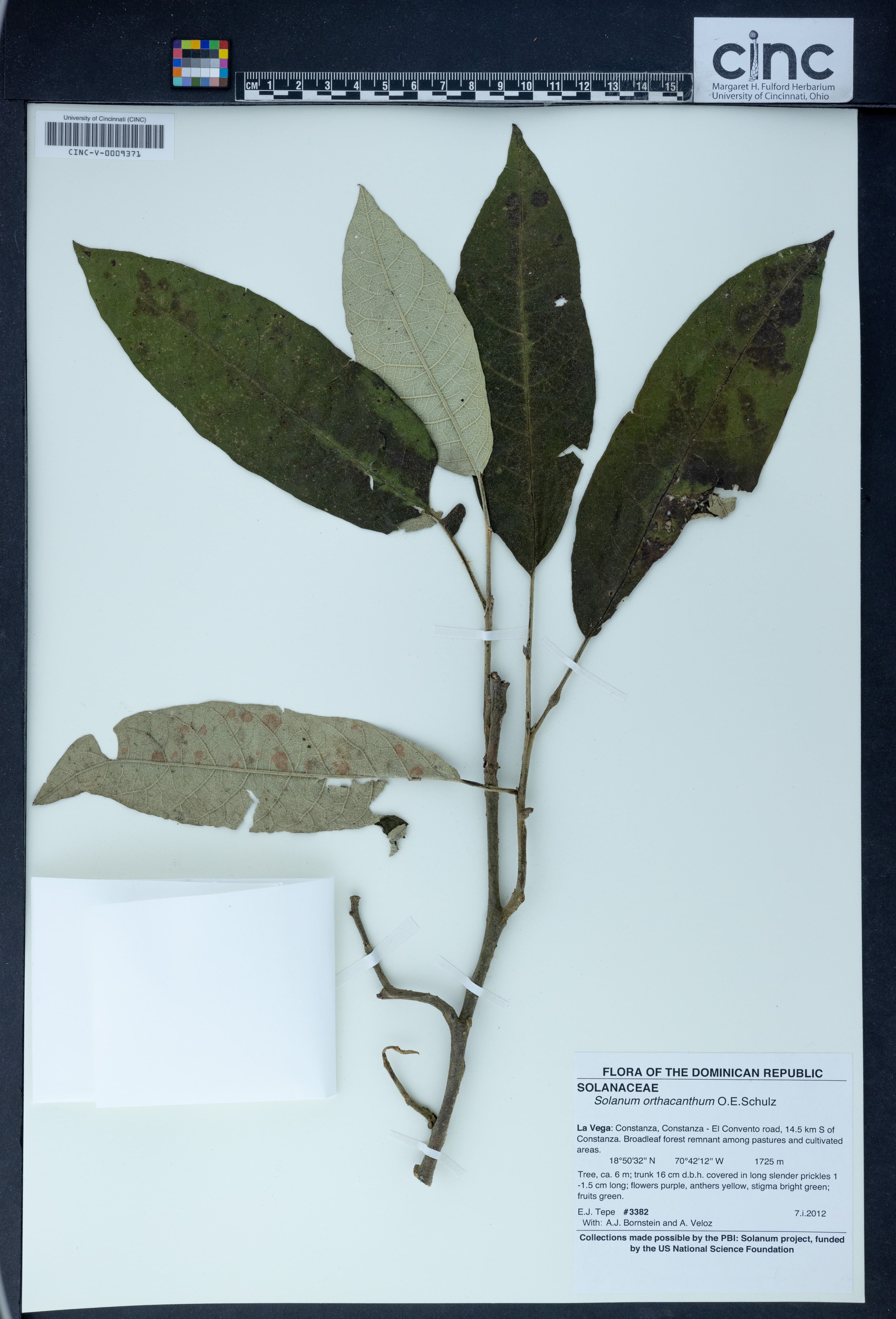 Solanum orthacanthum