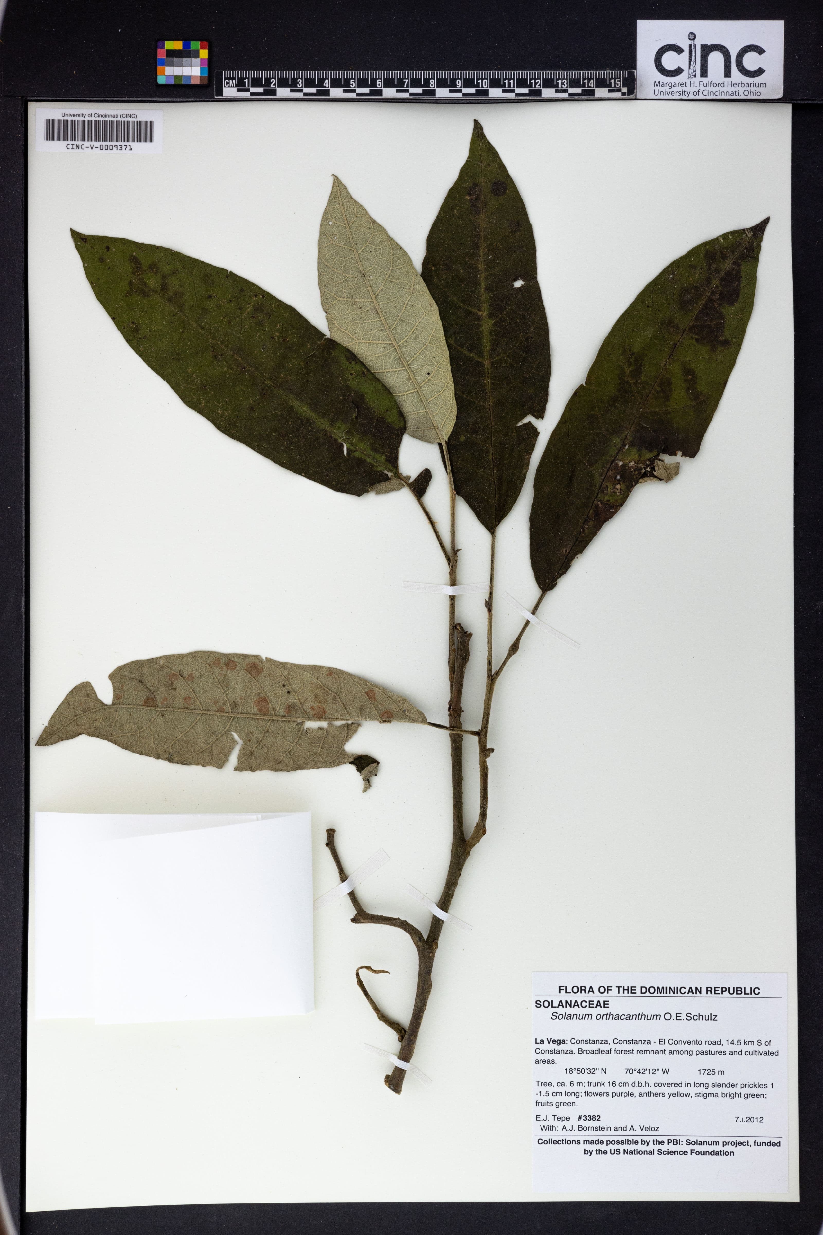 Solanum orthacanthum