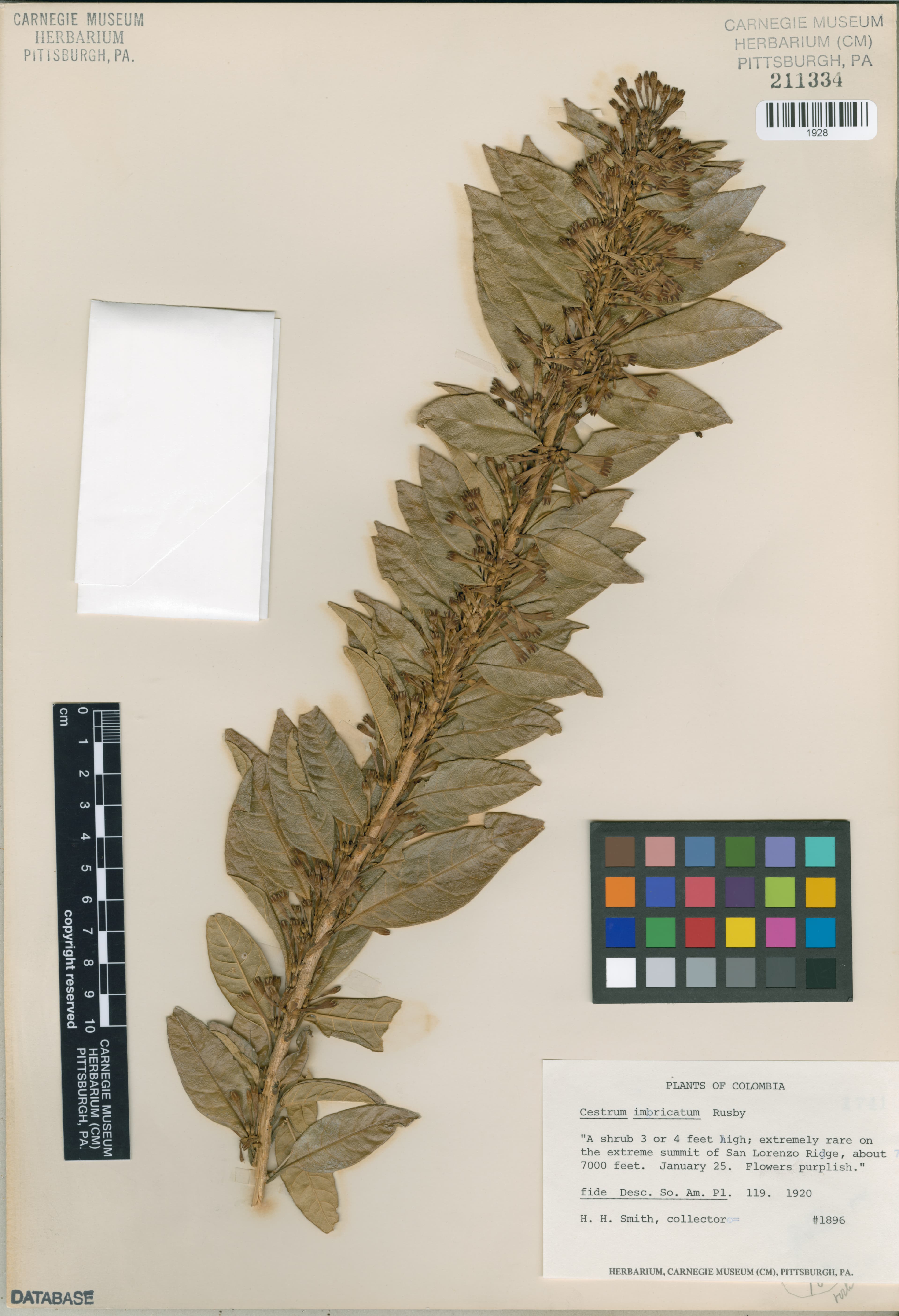 Cestrum imbricatum