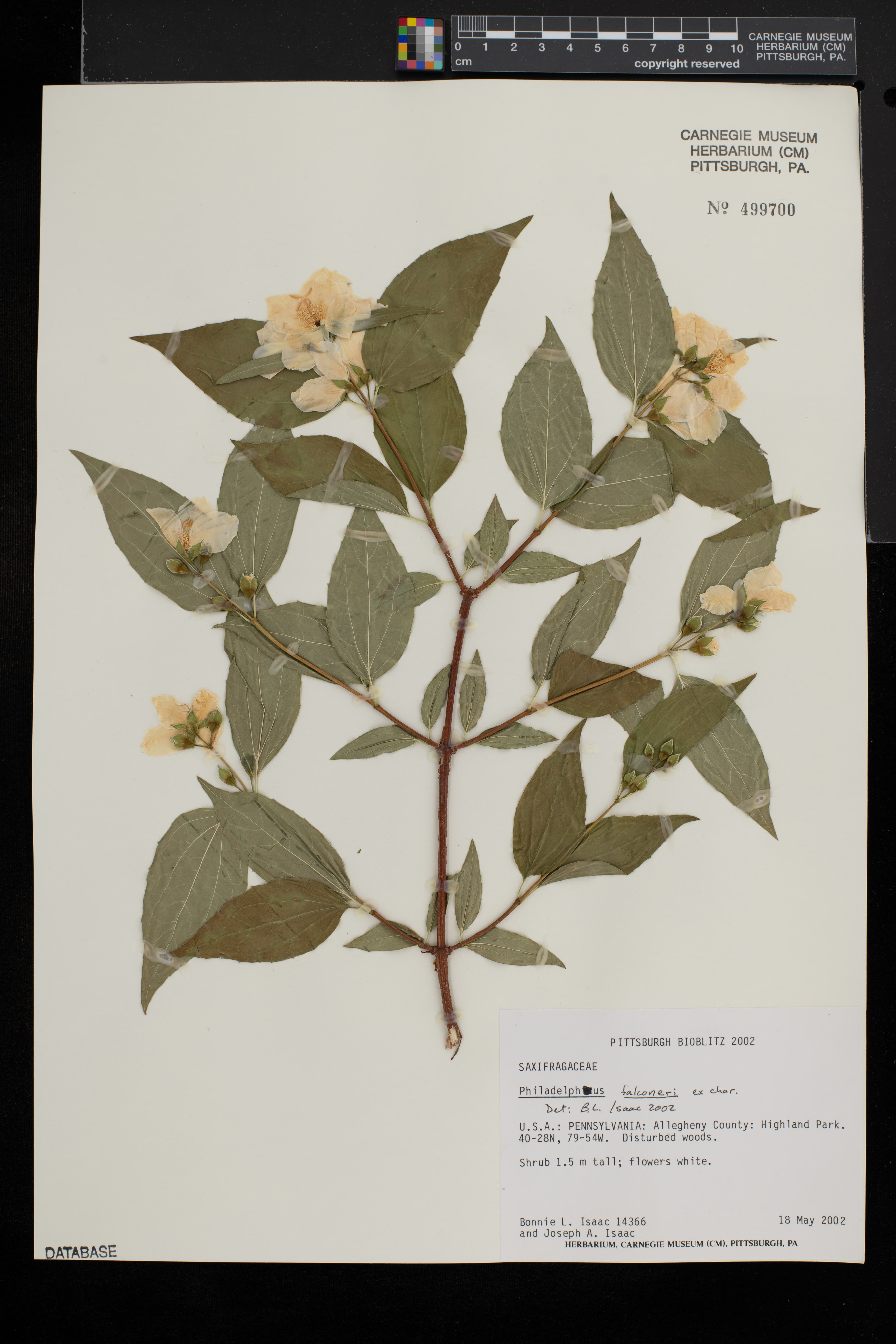 Philadelphus falconeri
