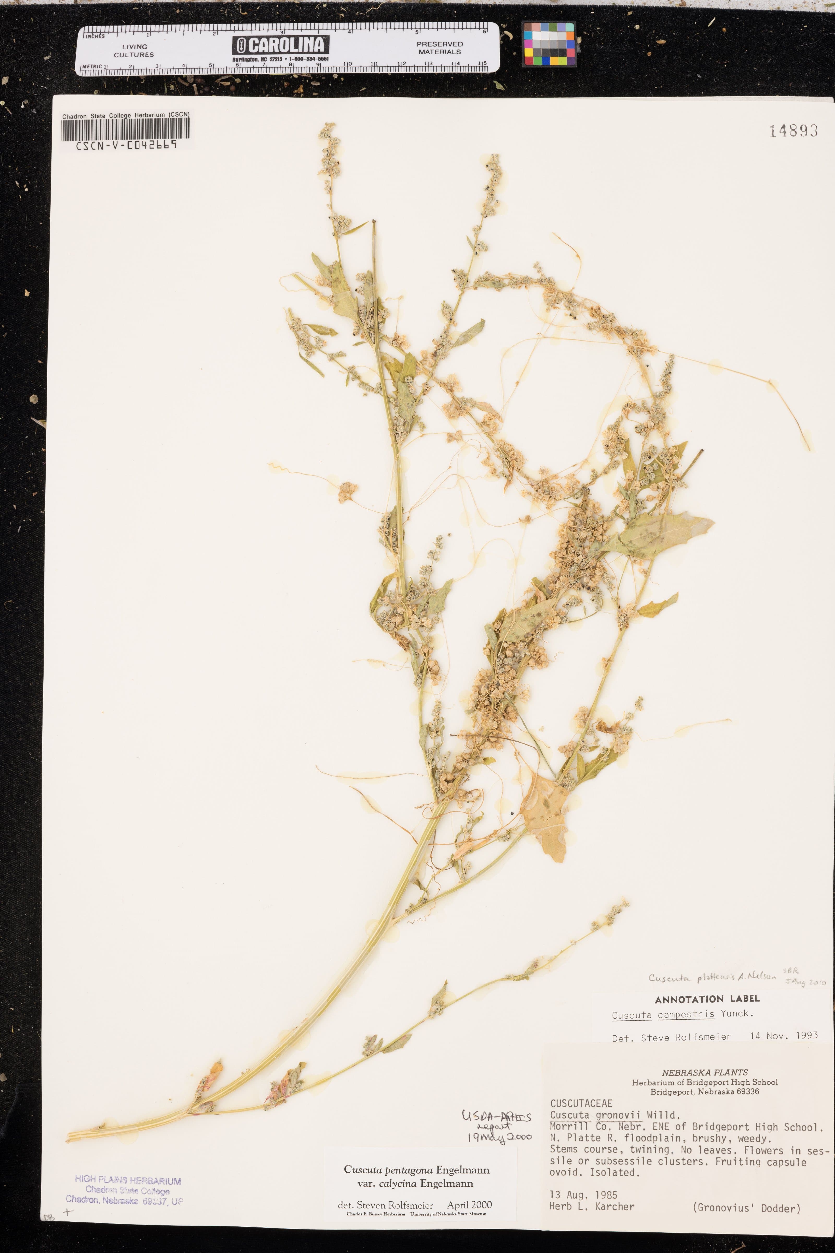 Prairie Dodder
