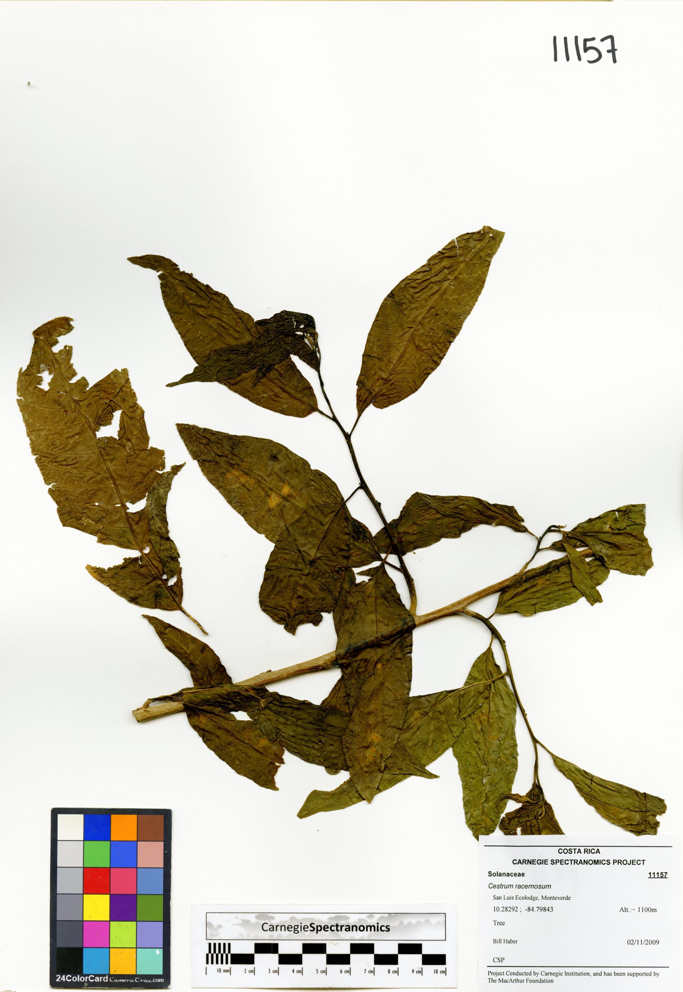 Linden cestrum