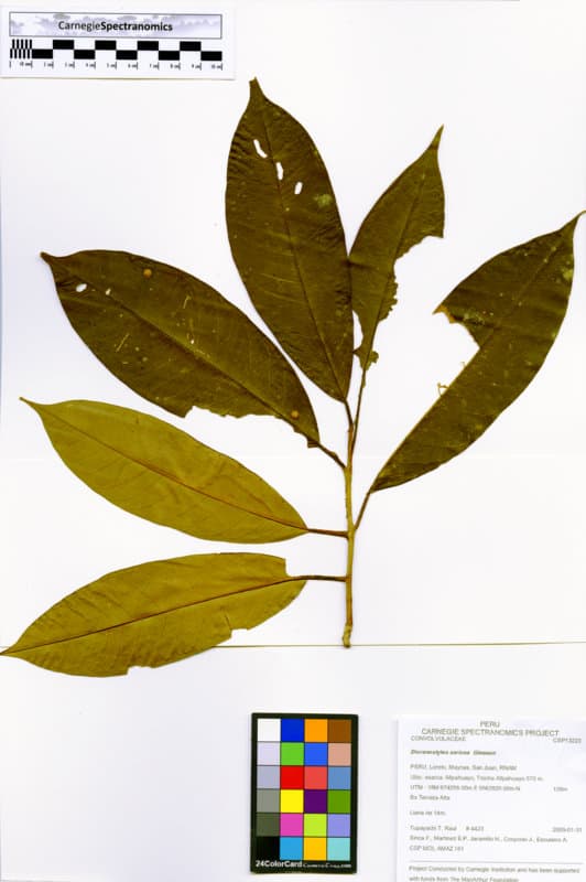 Dicranostyles sericea