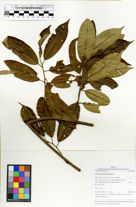 Dicranostyles holostyla