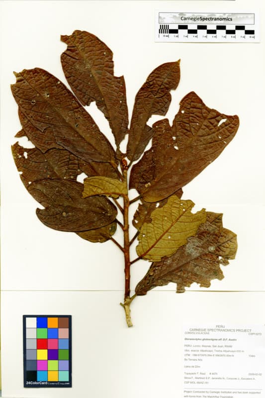 Dicranostyles globostigma
