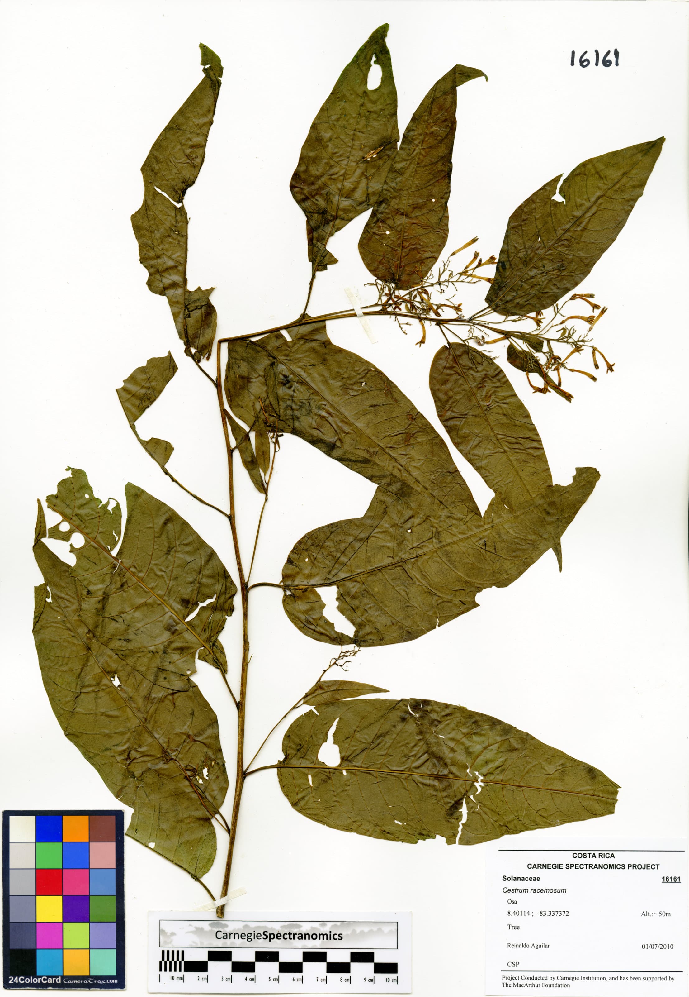 Linden cestrum