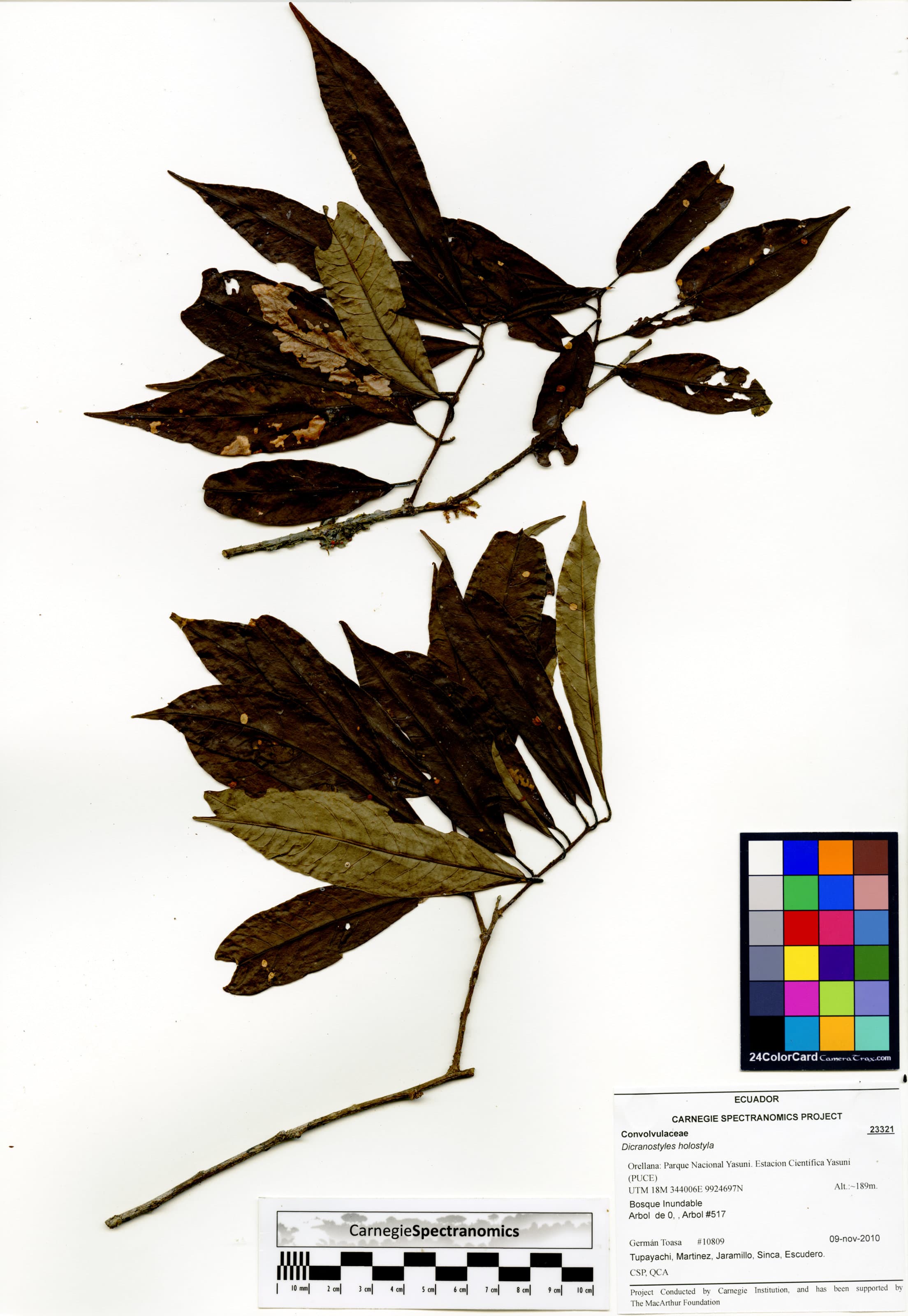 Dicranostyles holostyla