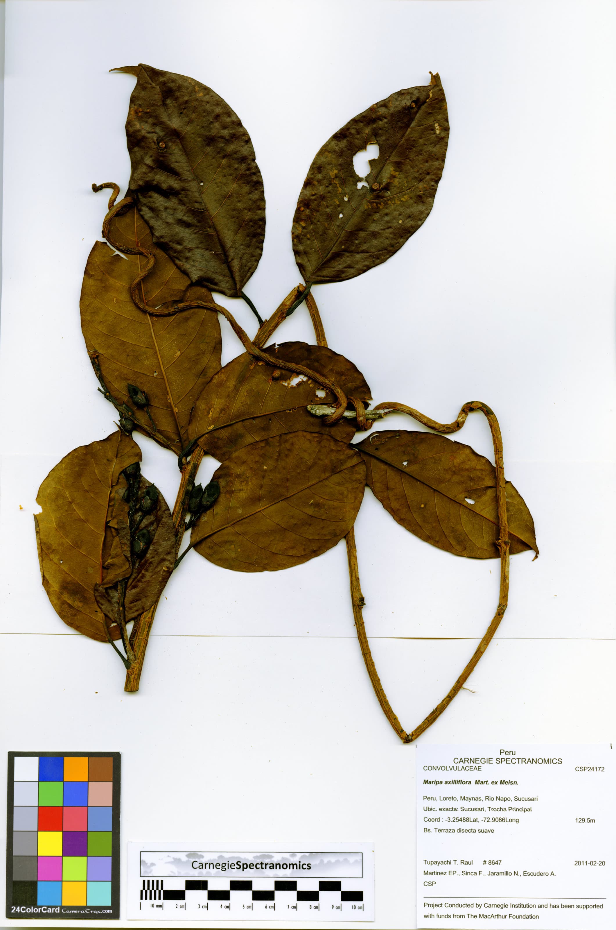 Maripa axilliflora
