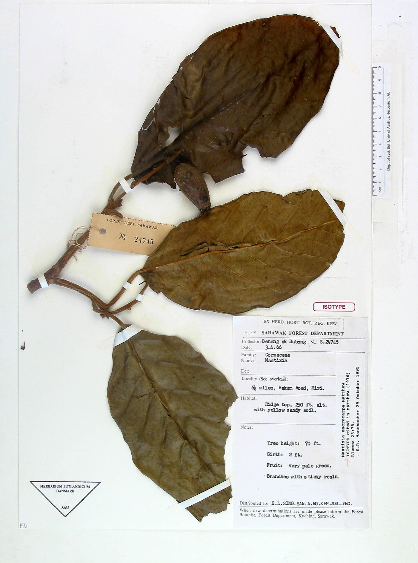 Mastixia macrocarpa