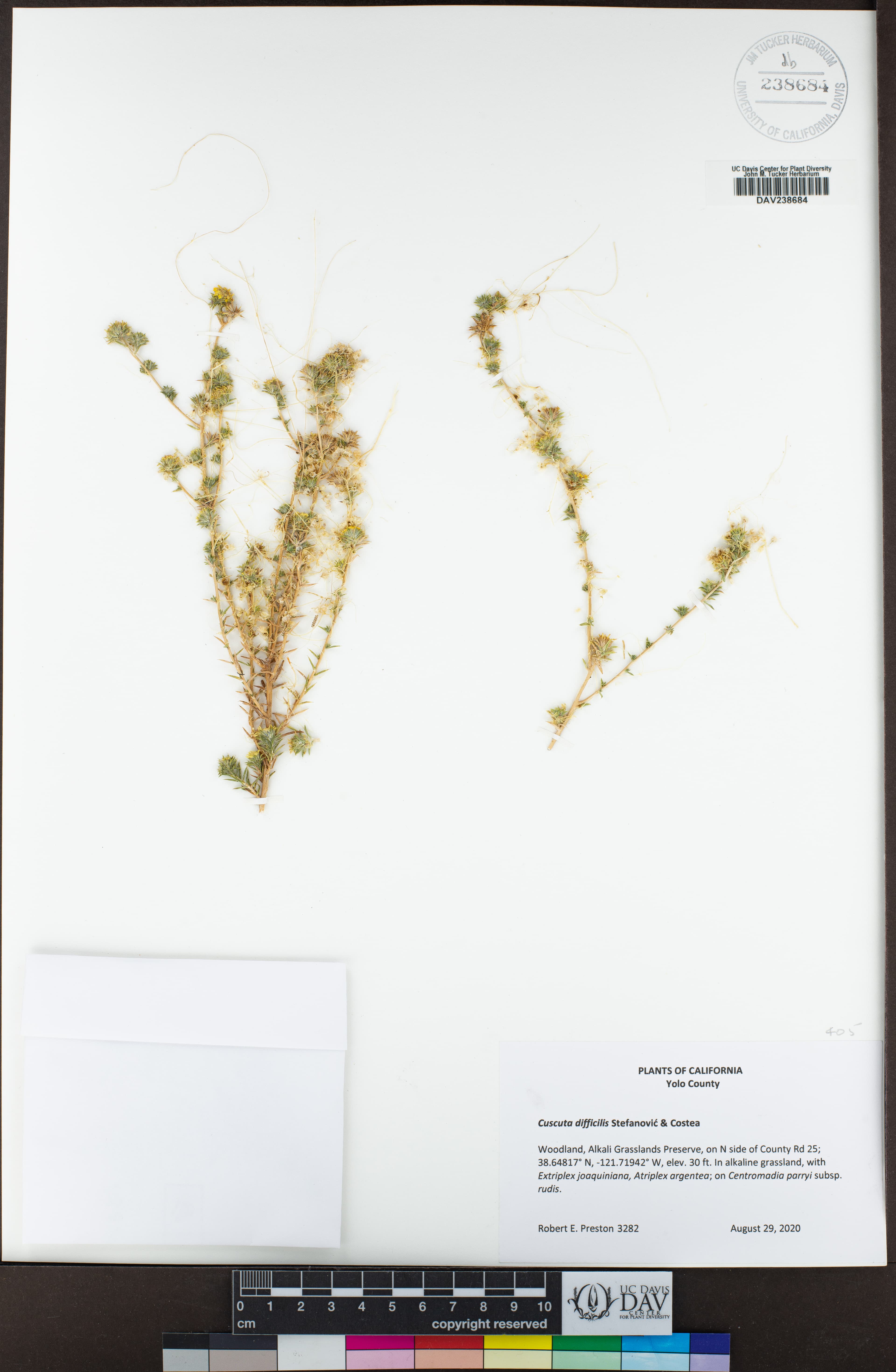 Cuscuta difficilis