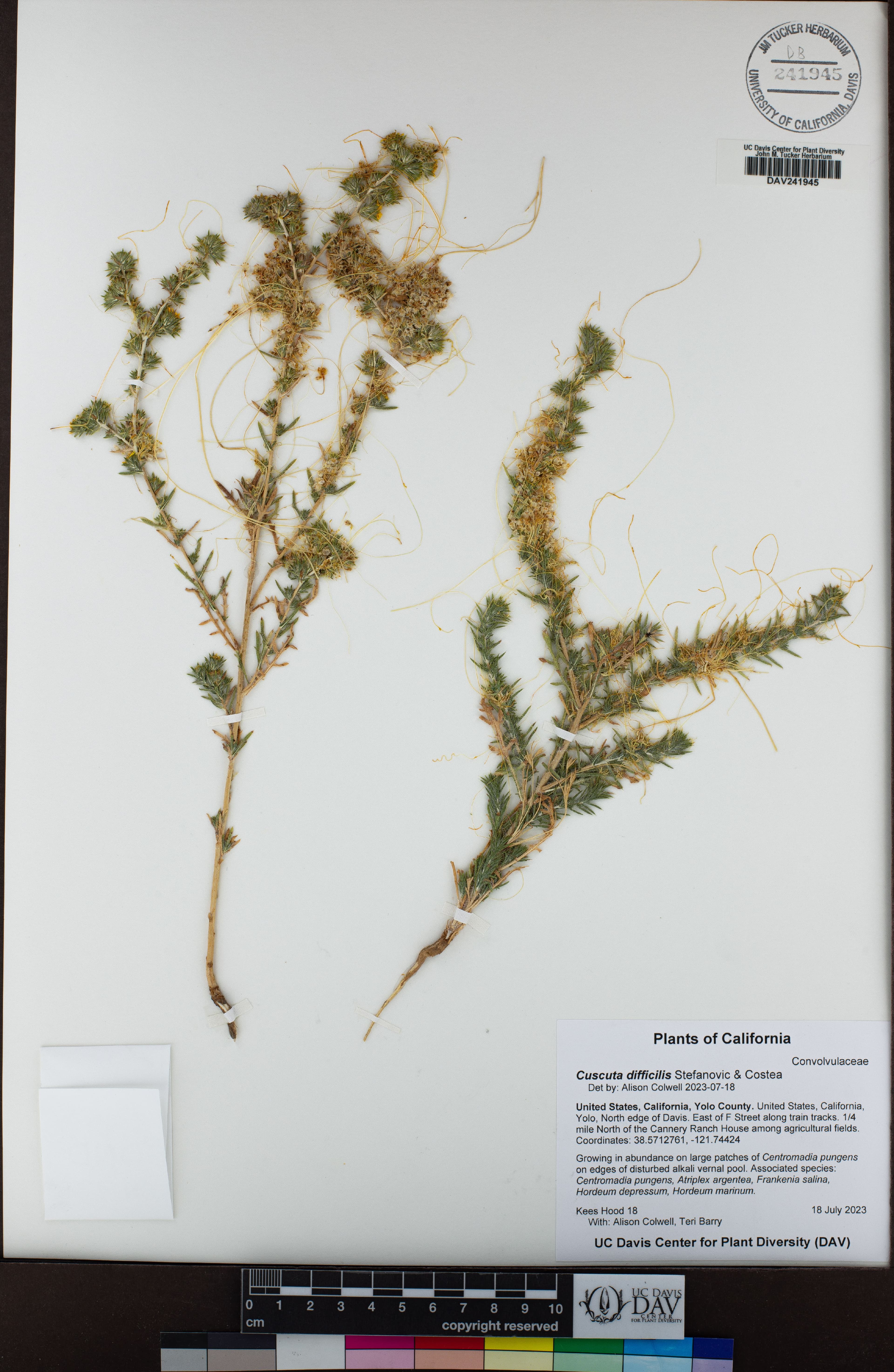 Cuscuta difficilis