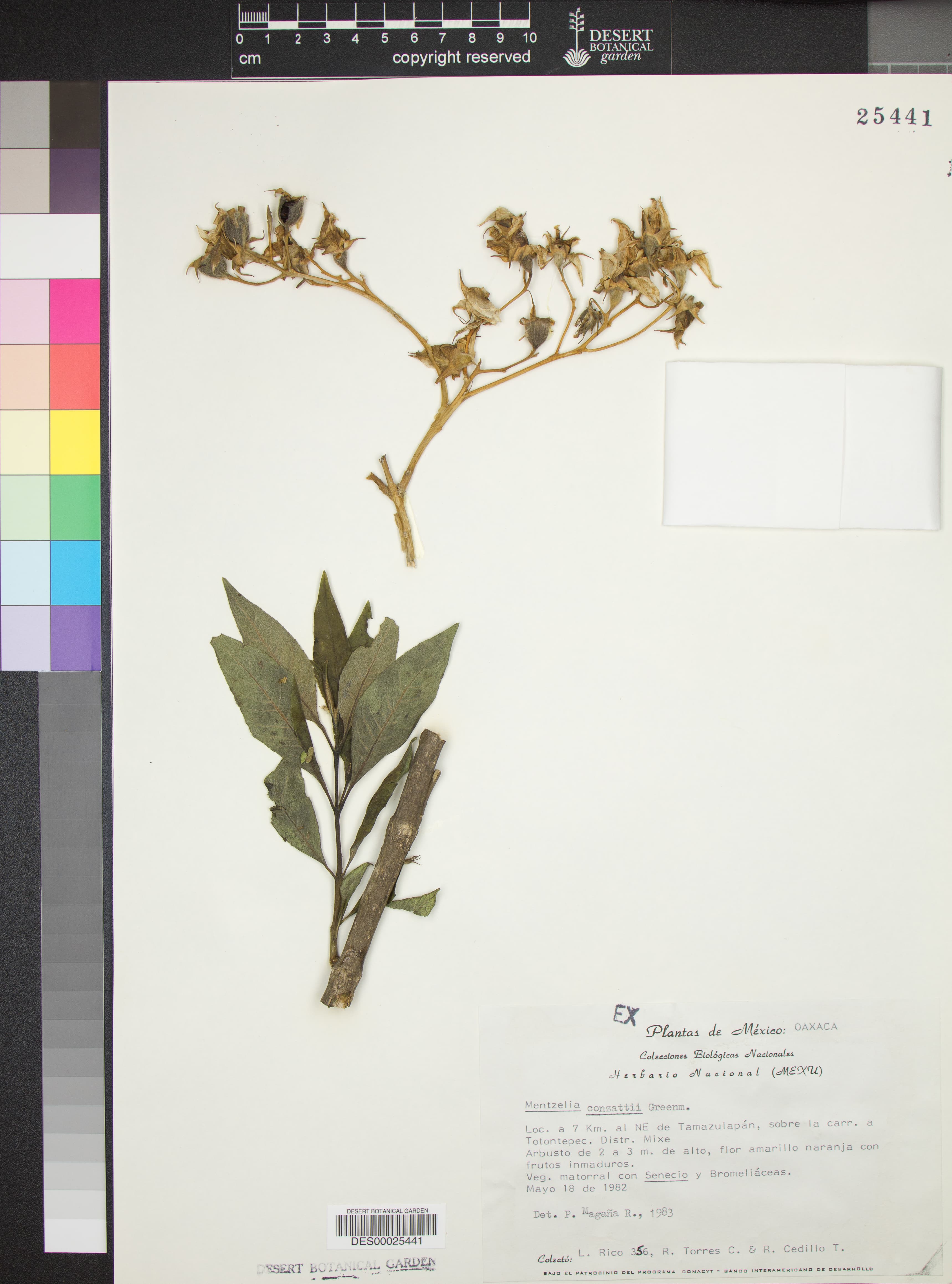 Mentzelia conzattii