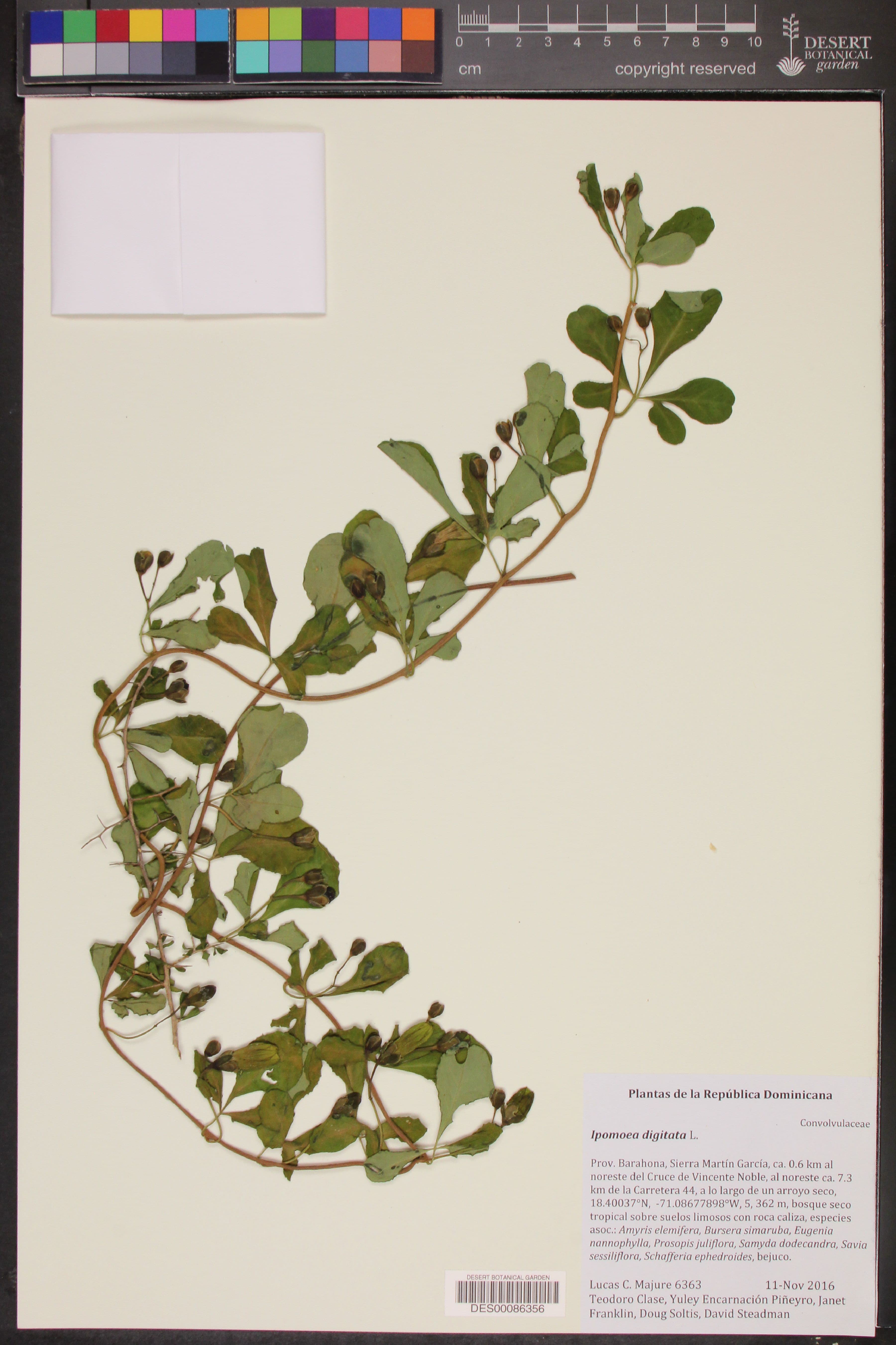 Ipomoea digitata