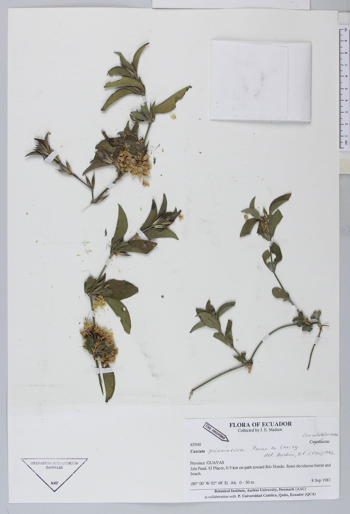 Cuscuta paitana