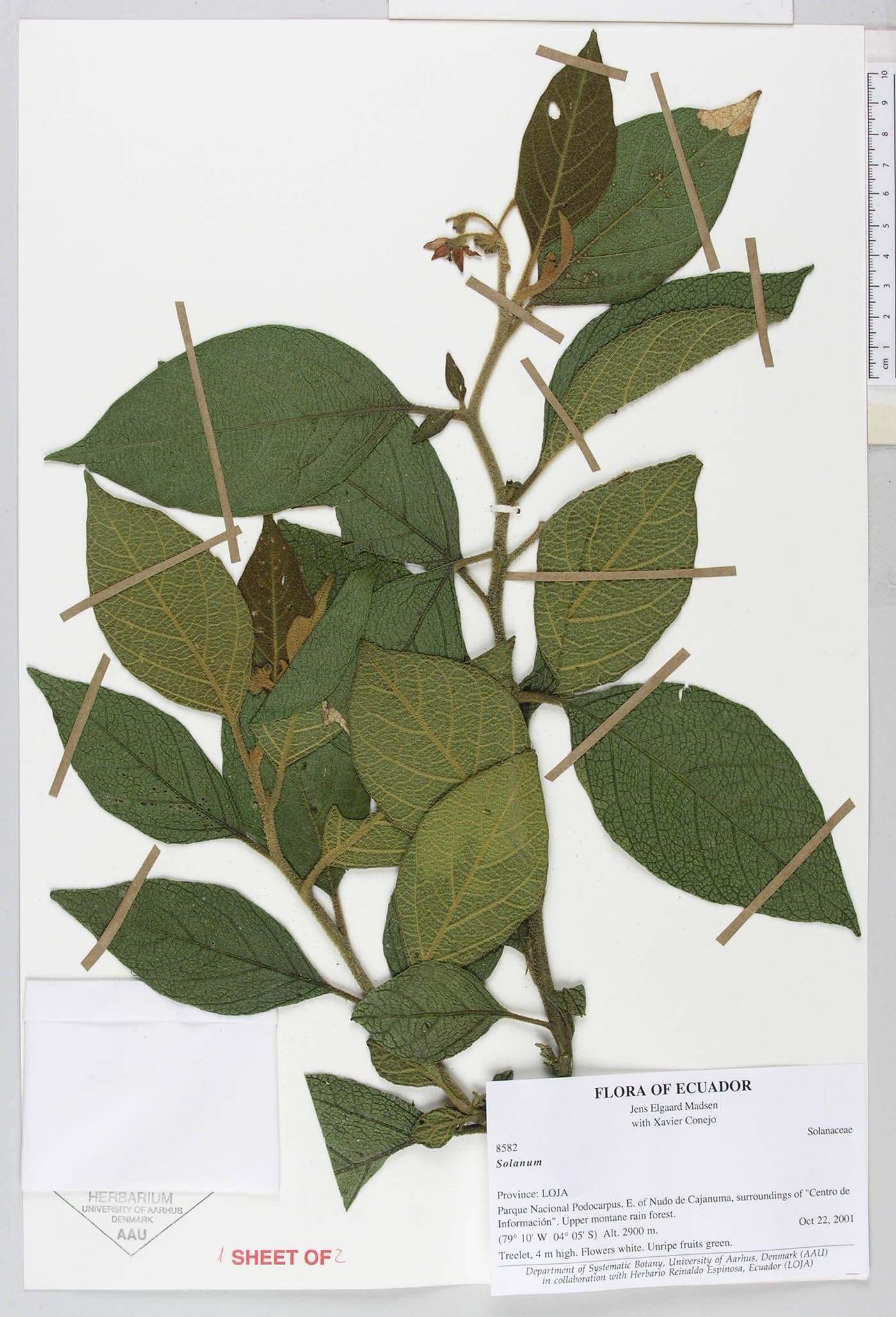 Solanum youngii
