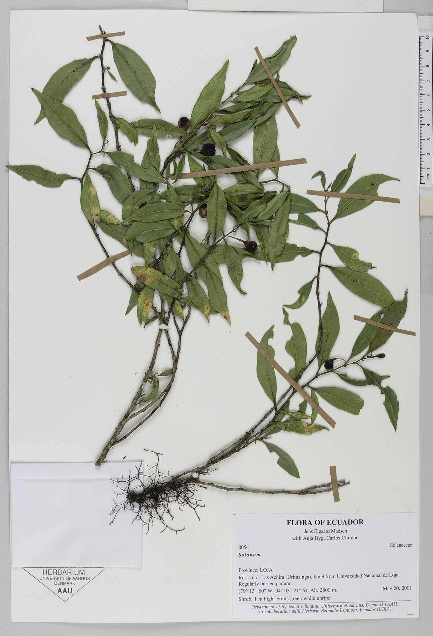 Solanum elvasioides