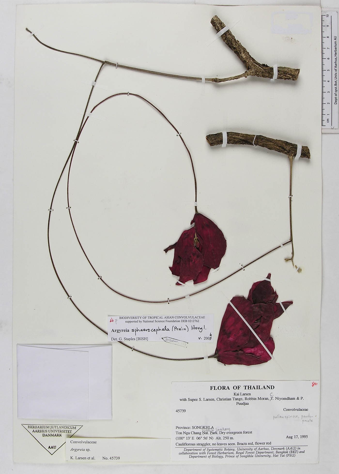 Argyreia sphaerocephala