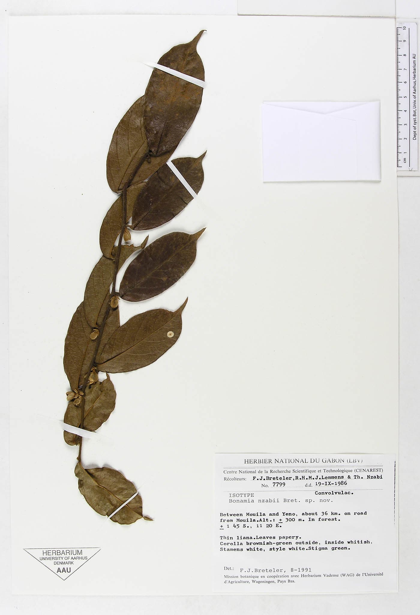 Bonamia nzabii