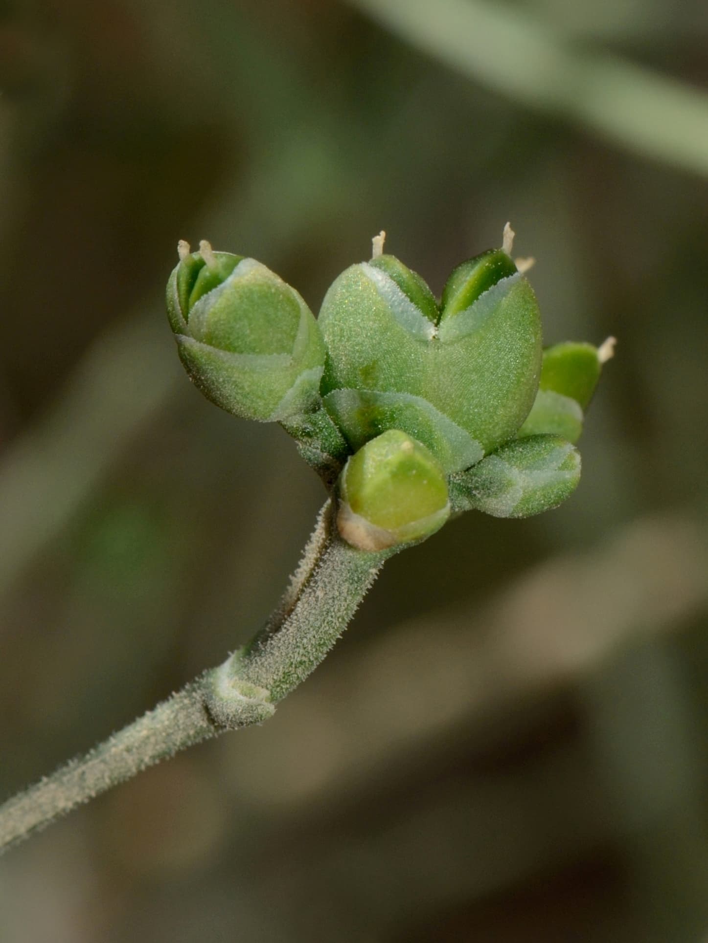 Ephedra