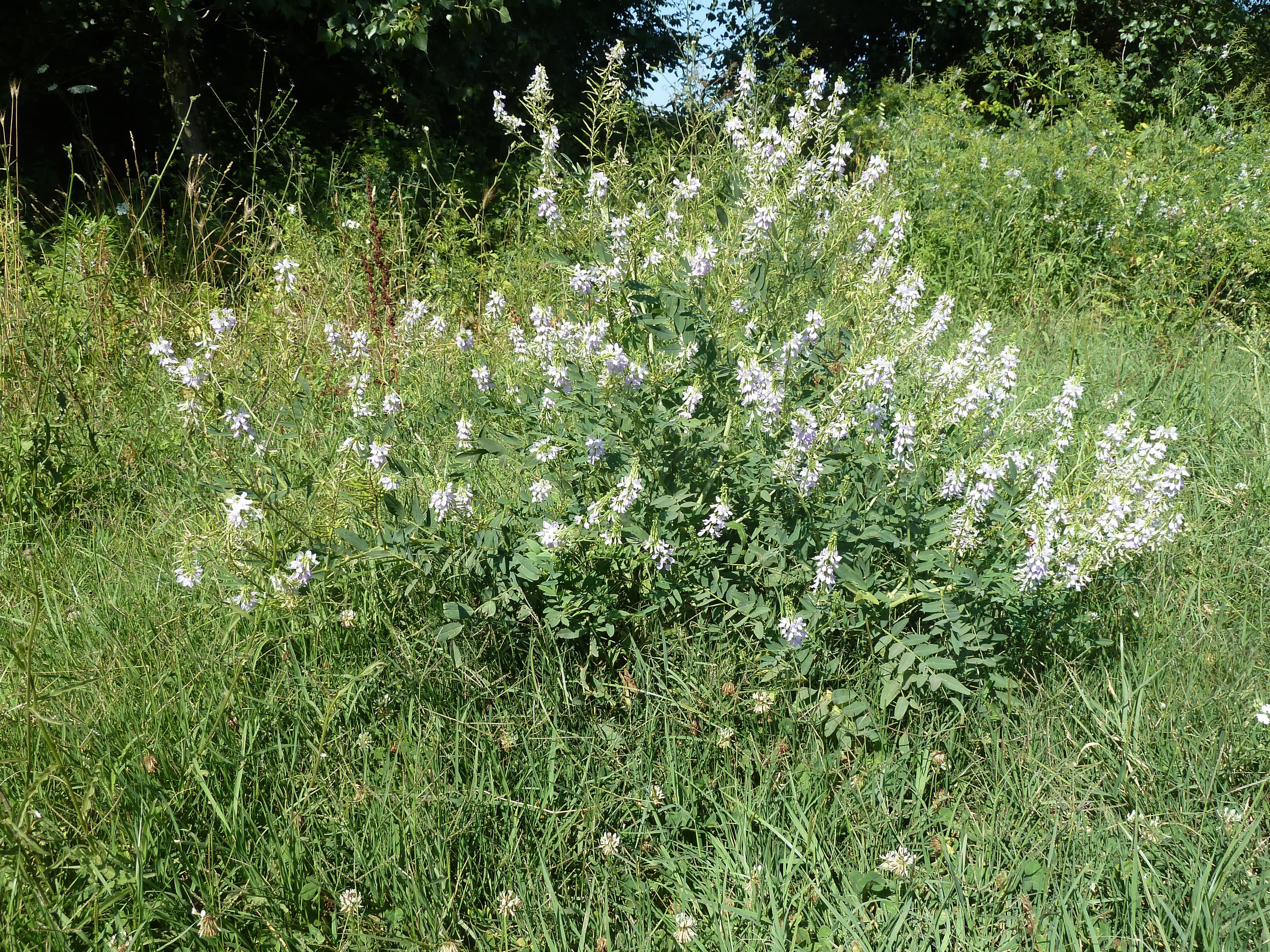 Goat's Rue