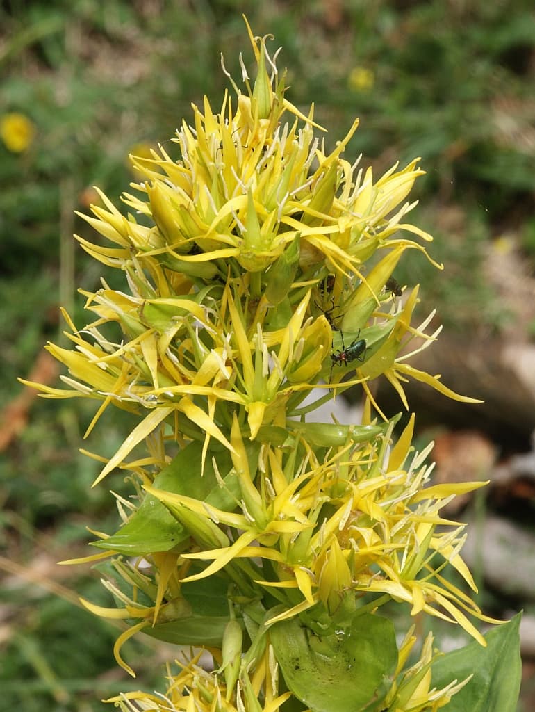 Gentian