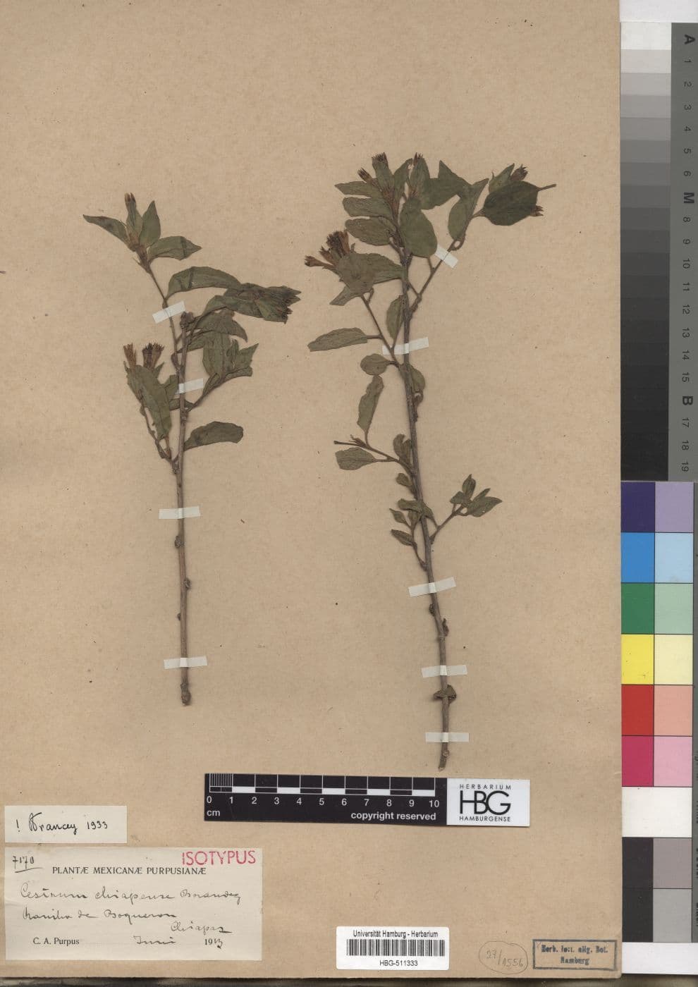 Cestrum chiapense