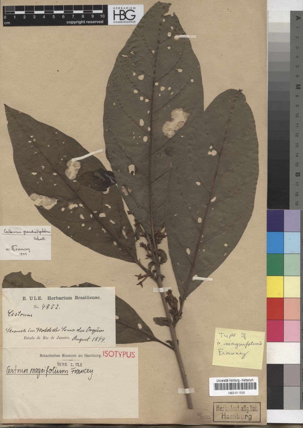 Cestrum magnifolium