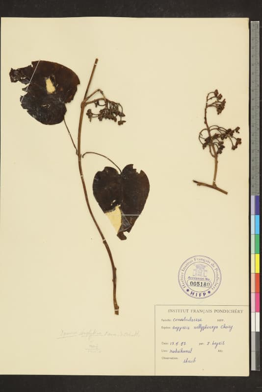 Argyreia nellygherya