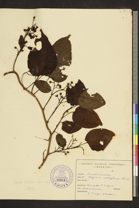 Argyreia nellygherya