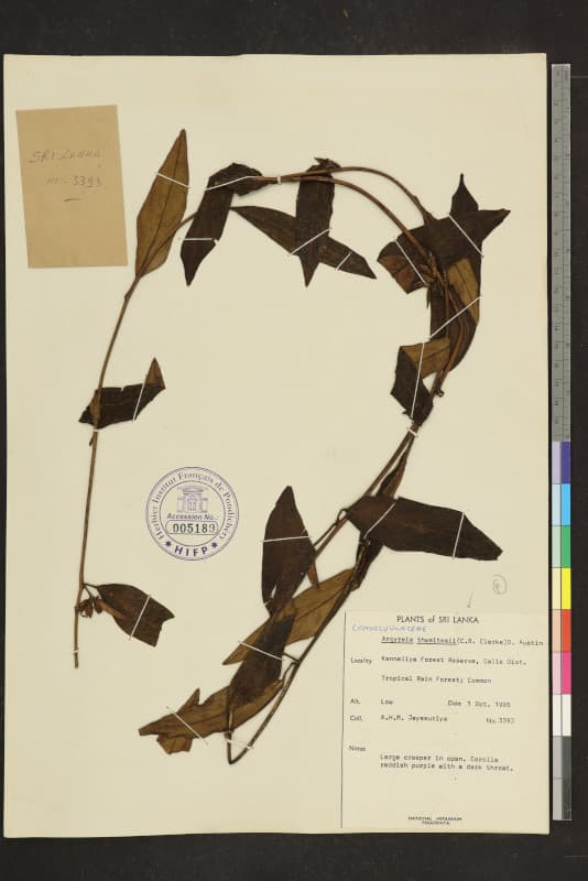 Argyreia thwaitesii