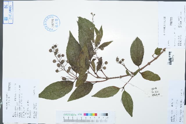 Deutzia glauca