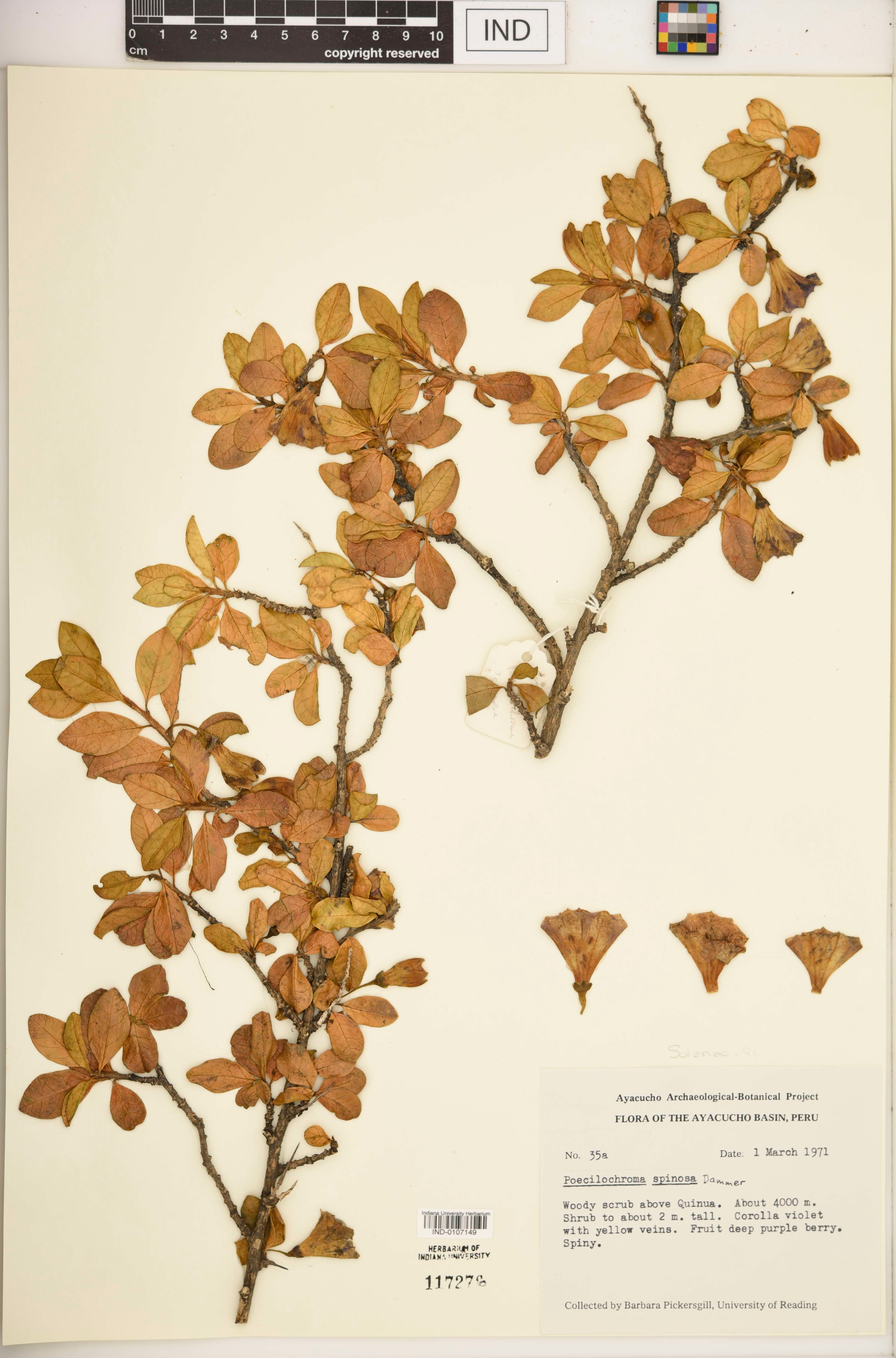 Saracha spinosa