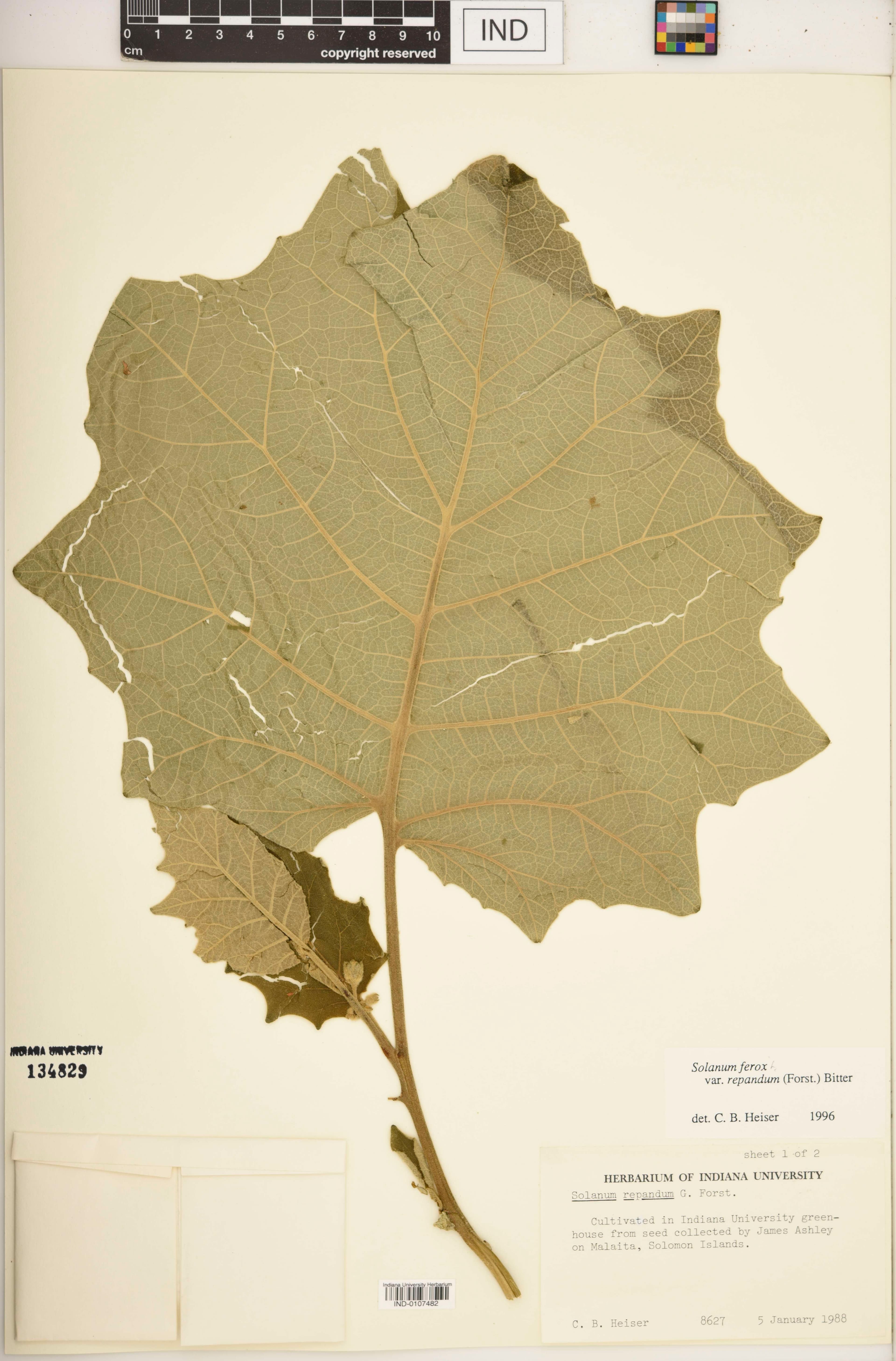 Solanum repandum