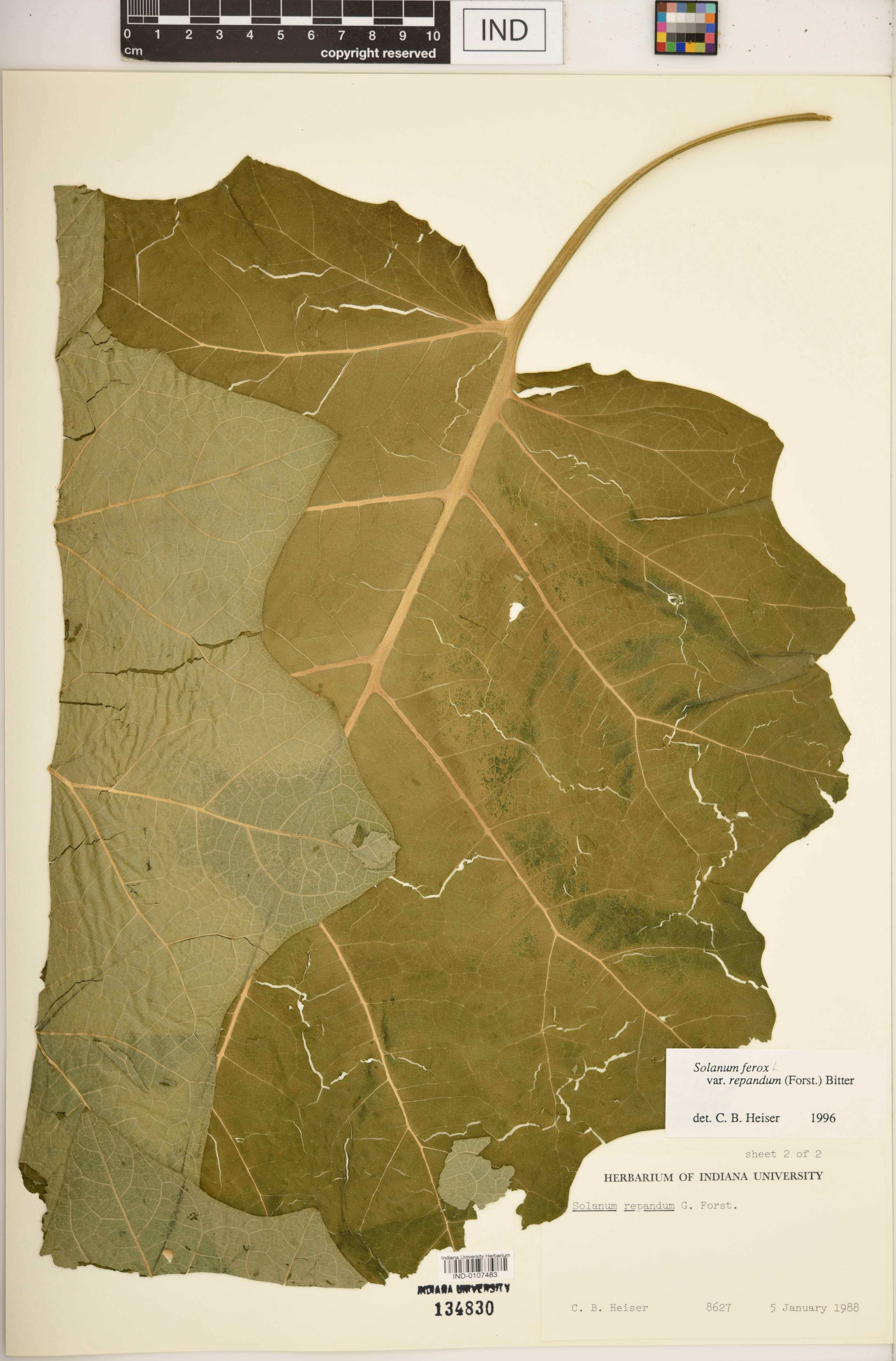 Solanum repandum