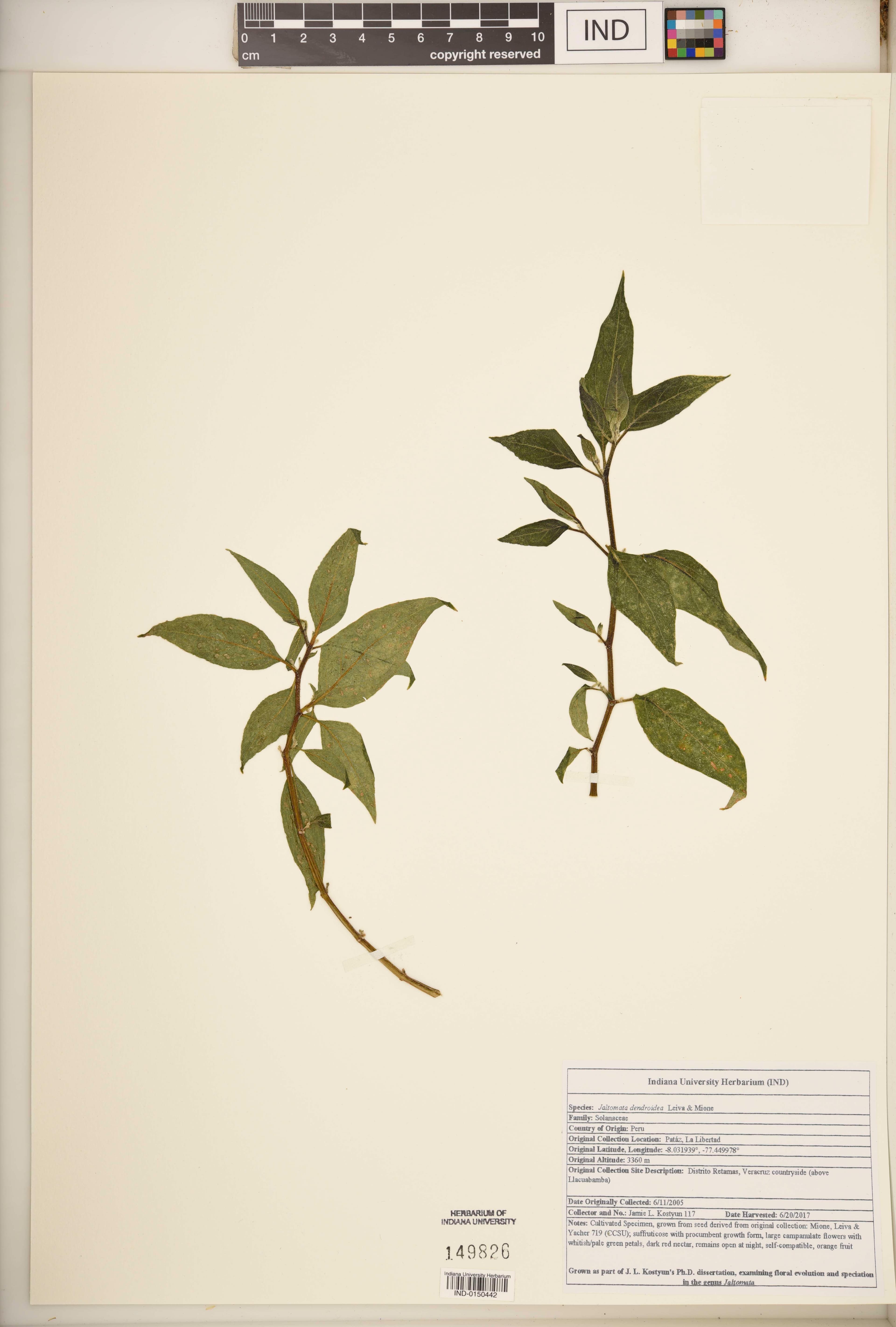 Jaltomata dendroidea