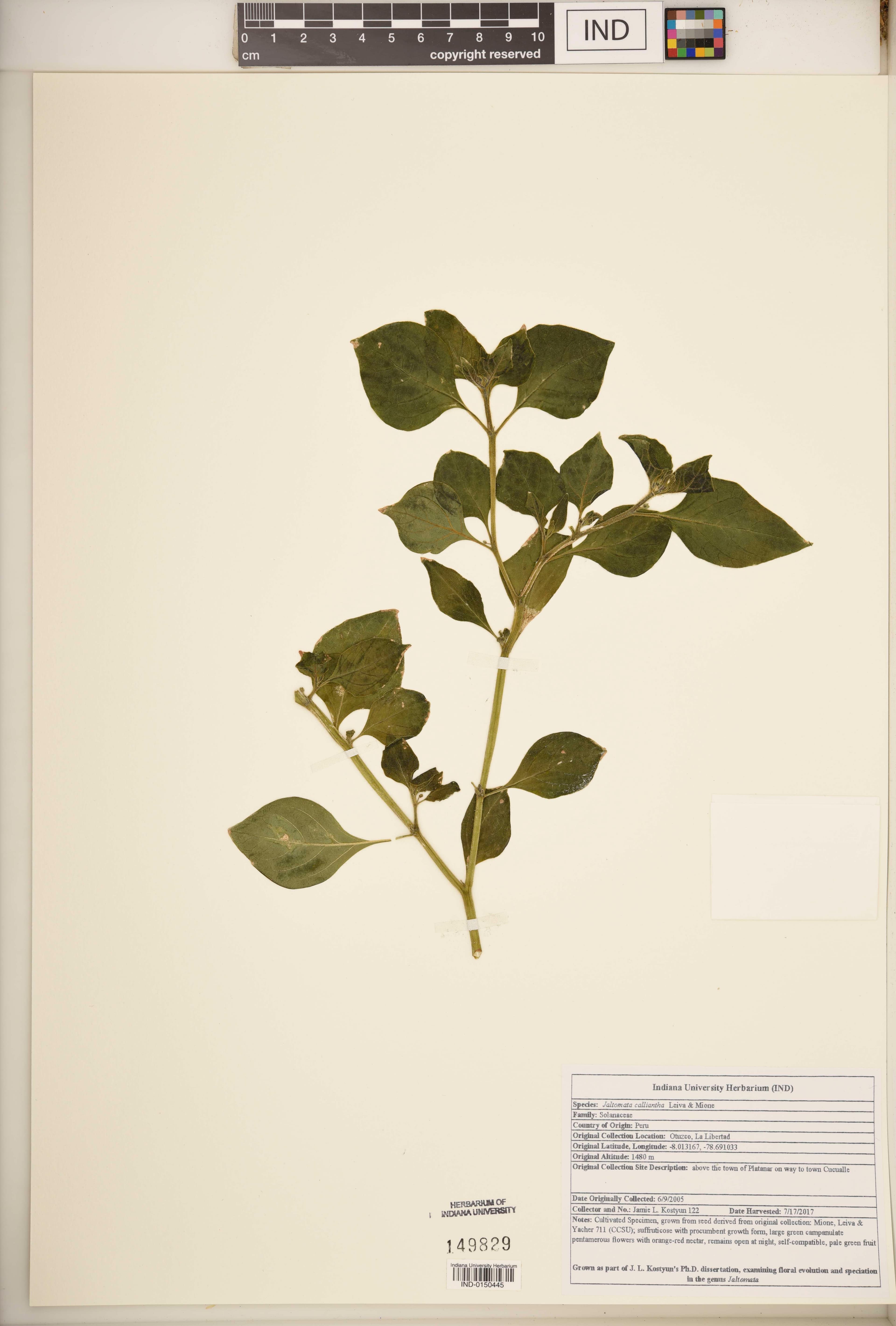 Jaltomata calliantha