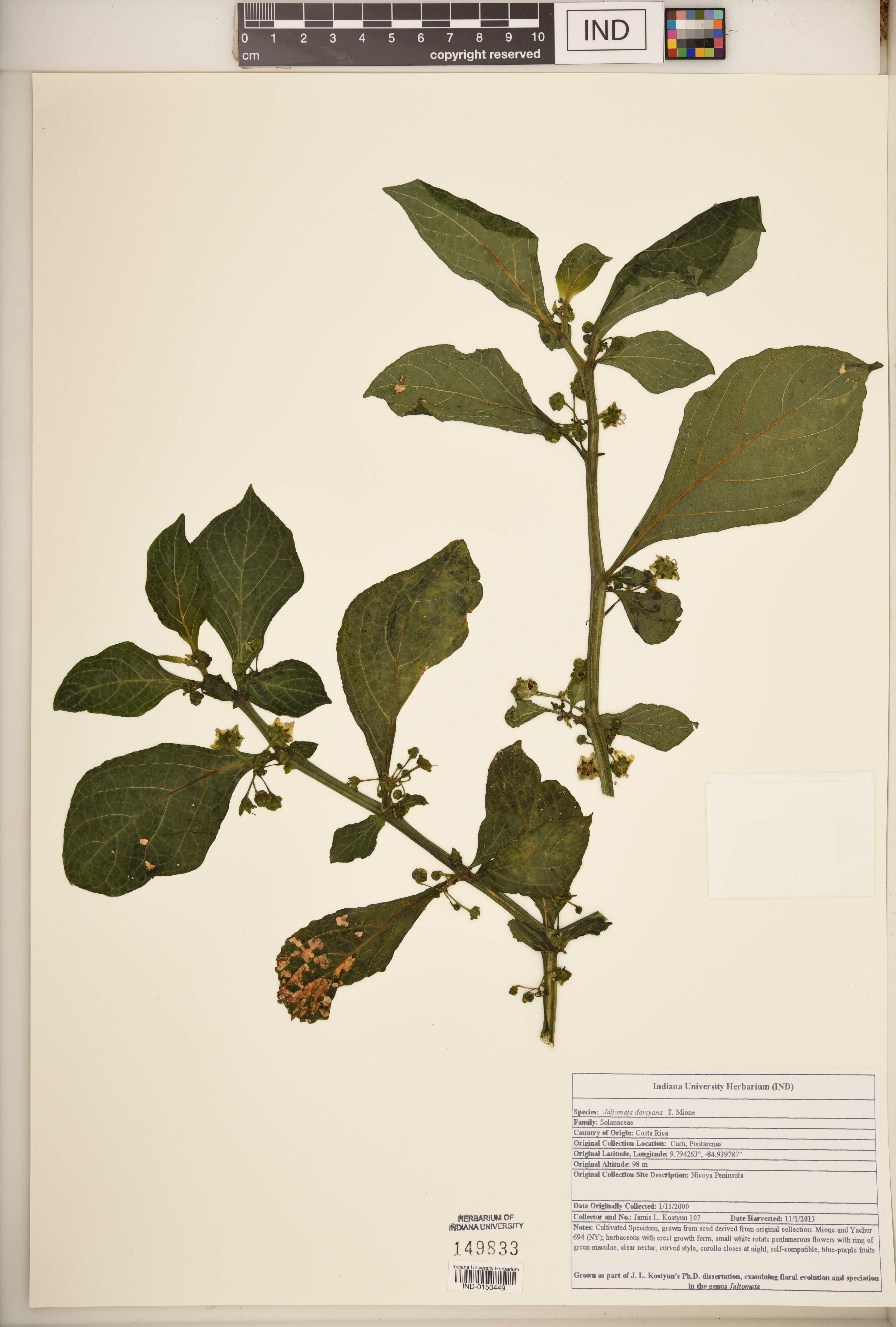 Jaltomata darcyana