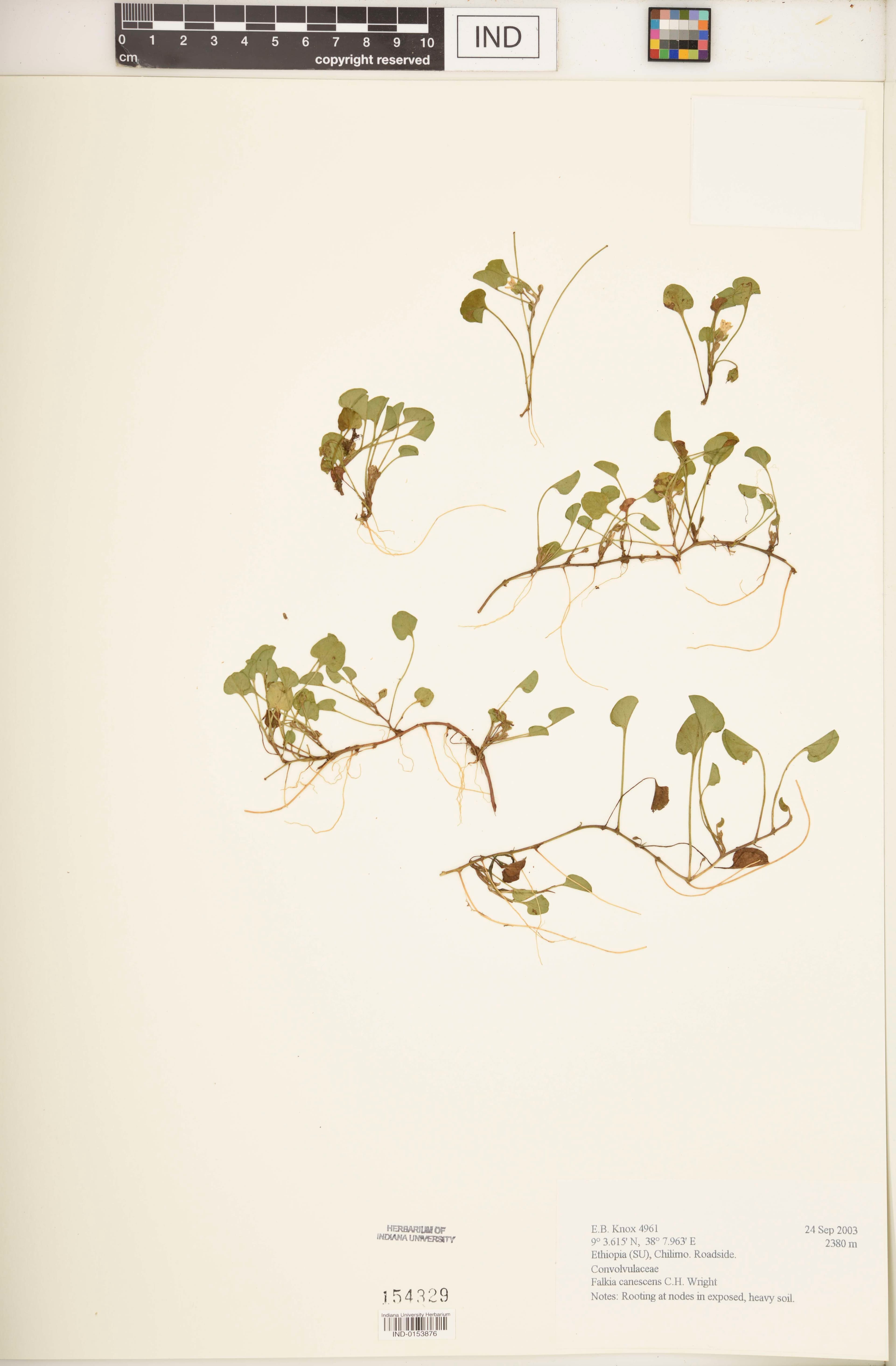 Falkia canescens