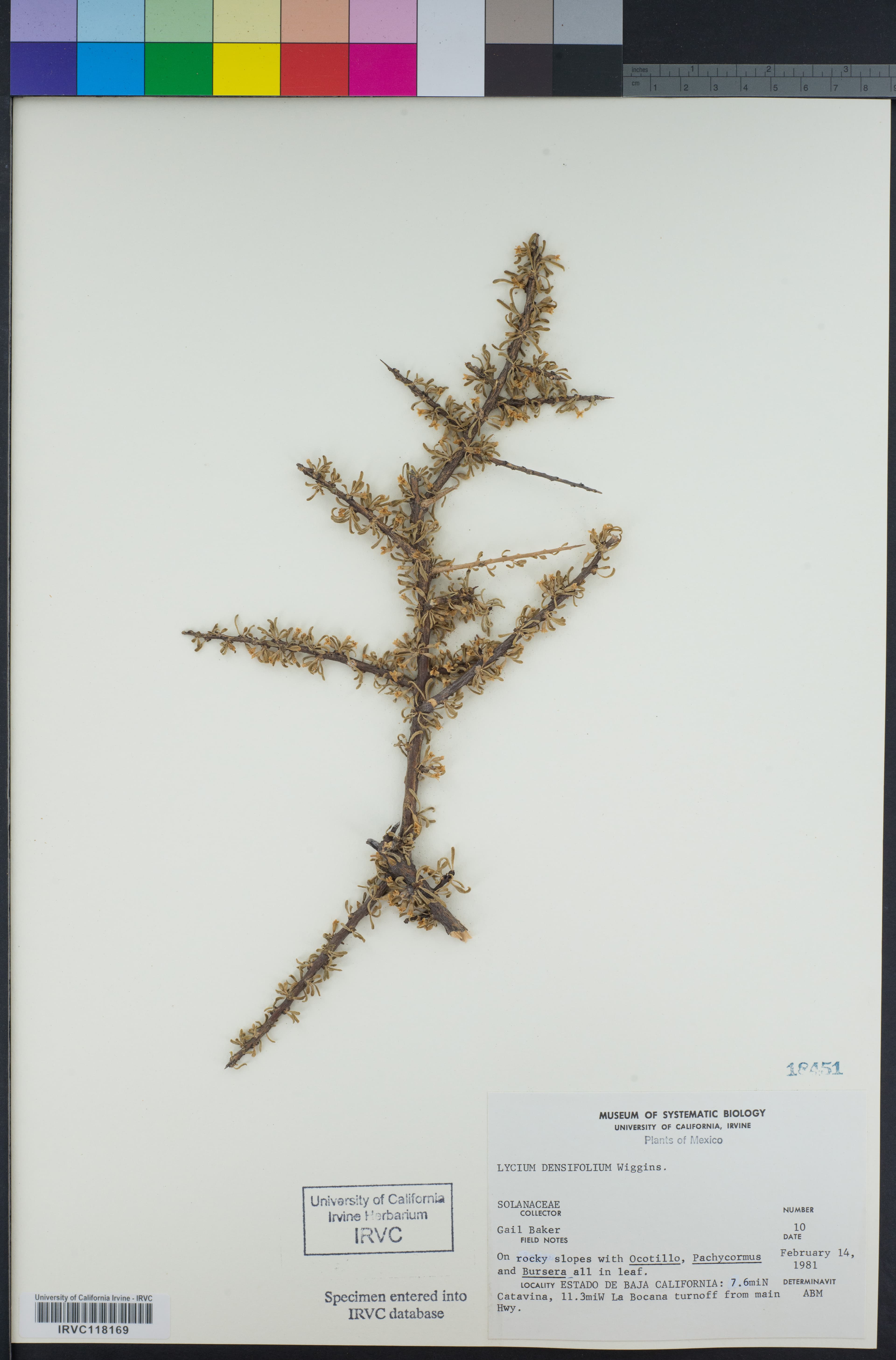 Lycium densifolium